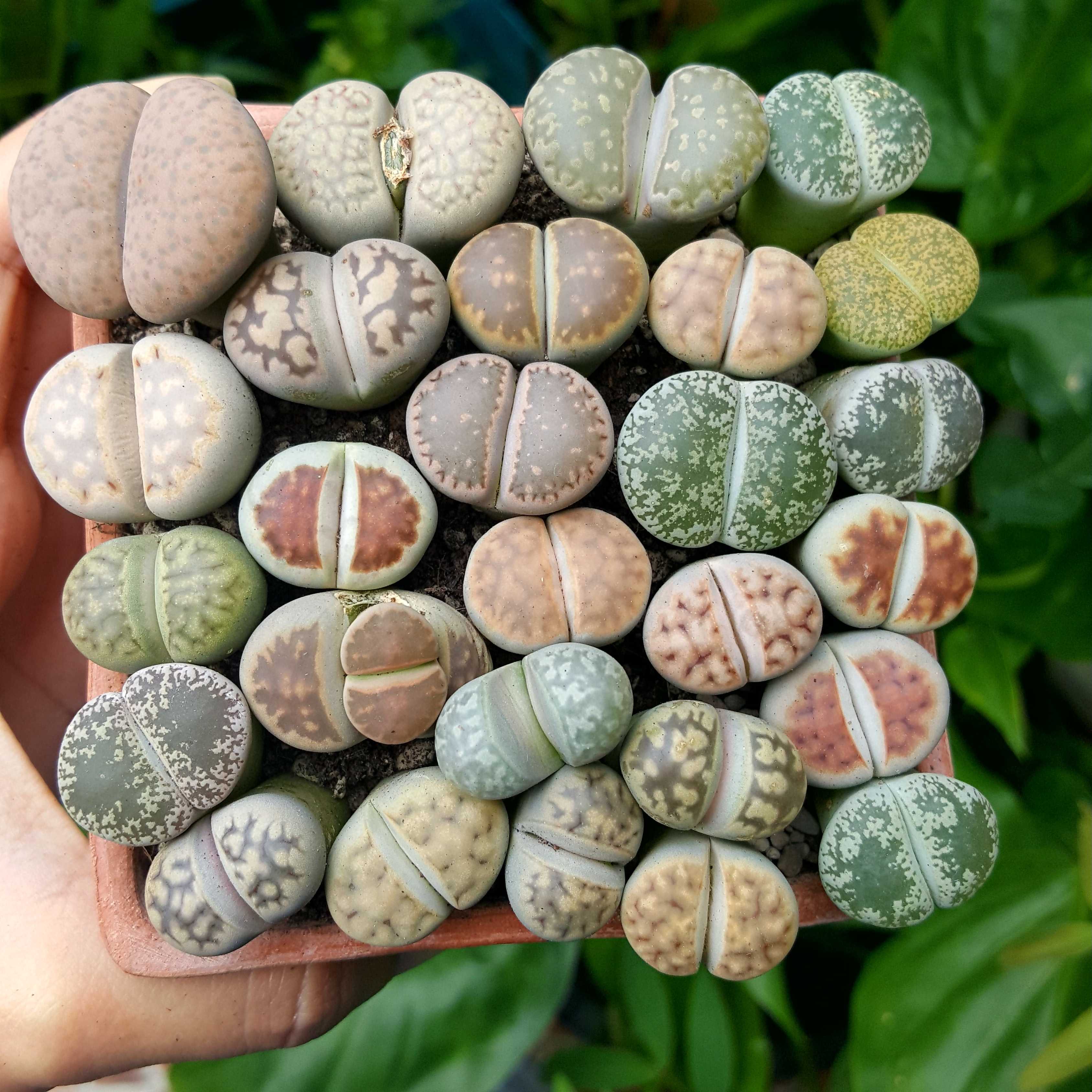 100Pcs Exotic Mini Succulent Lithop Seeds