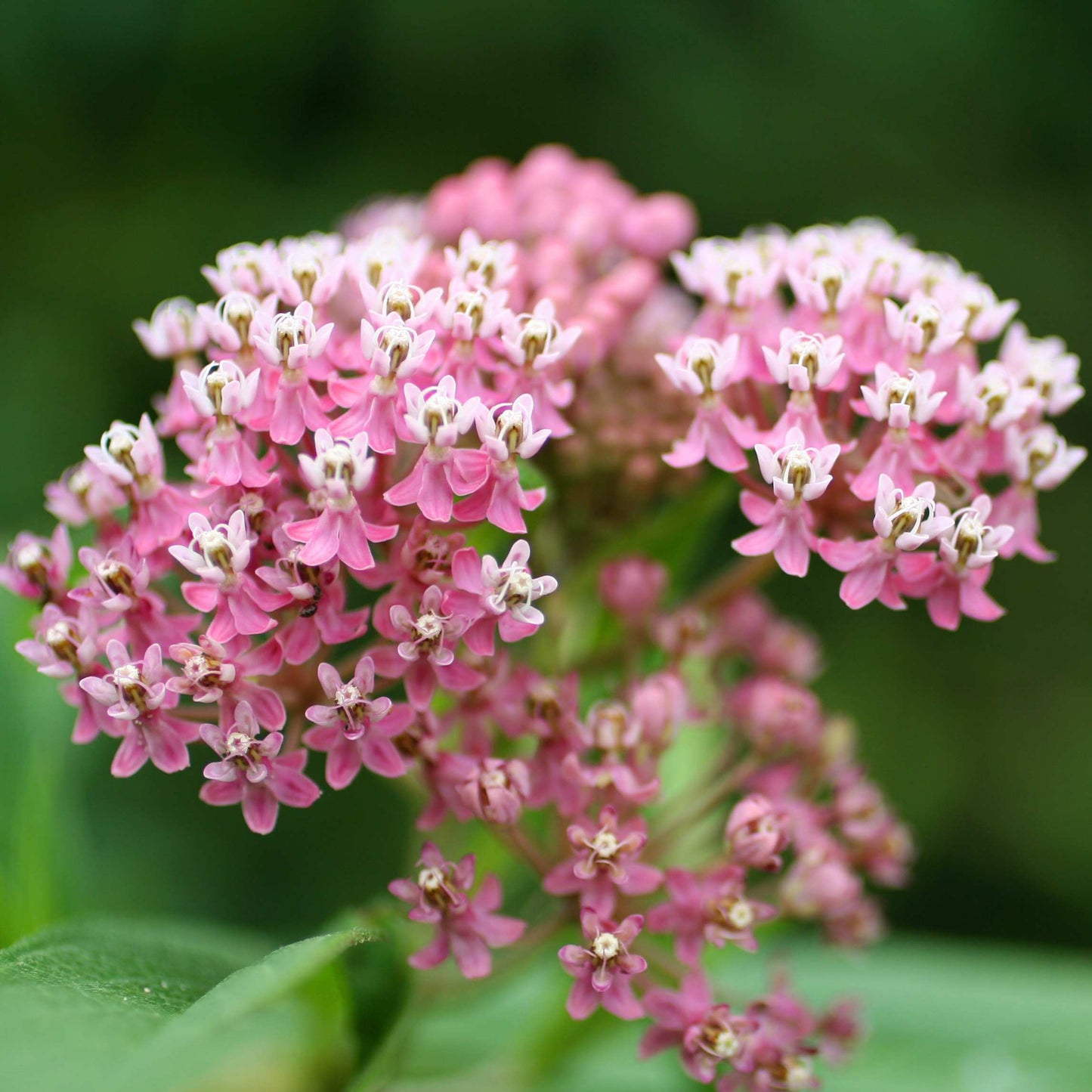 50Pcs Milkweed Flower Seeds