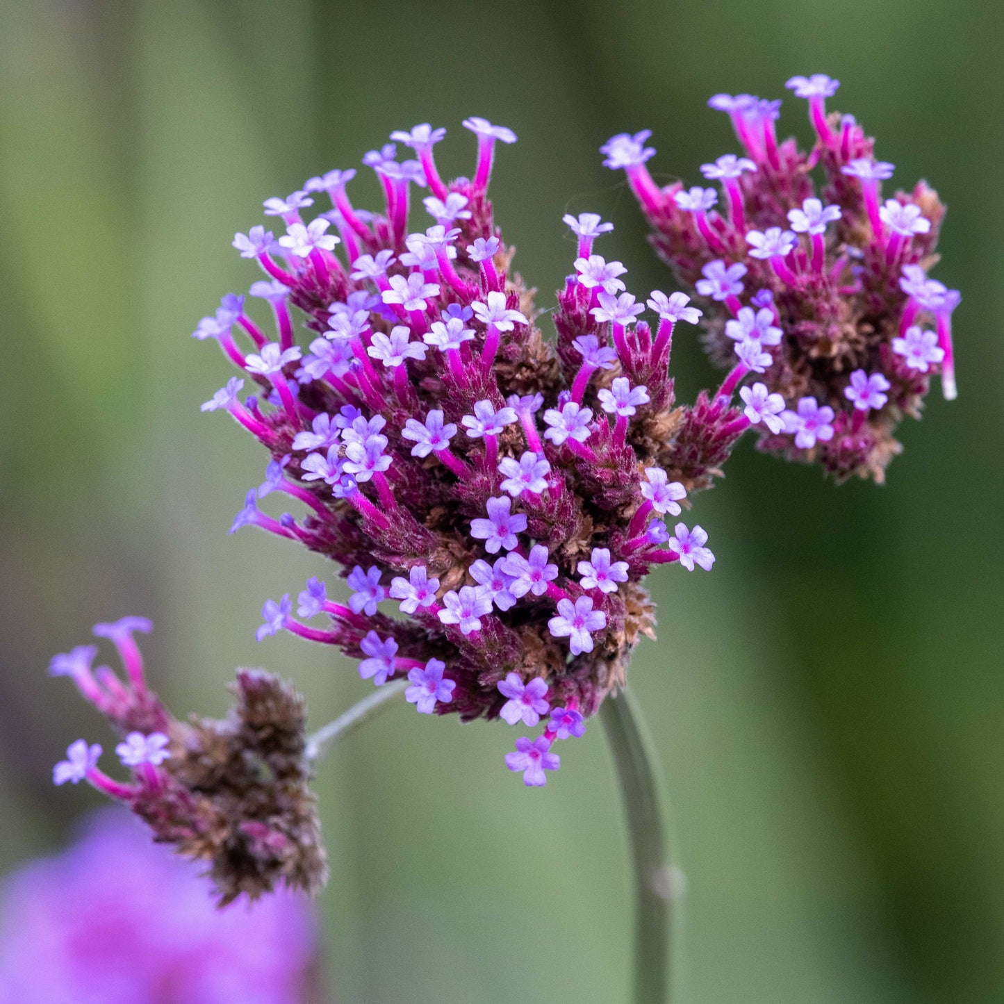 100Pcs Purpletop Vervain Flower Seeds