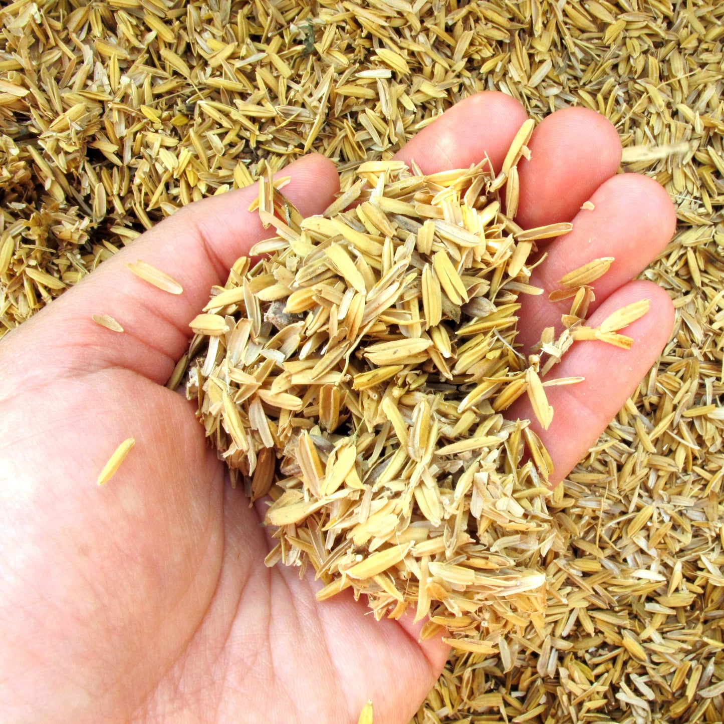 100Pcs Organic Rice Seeds