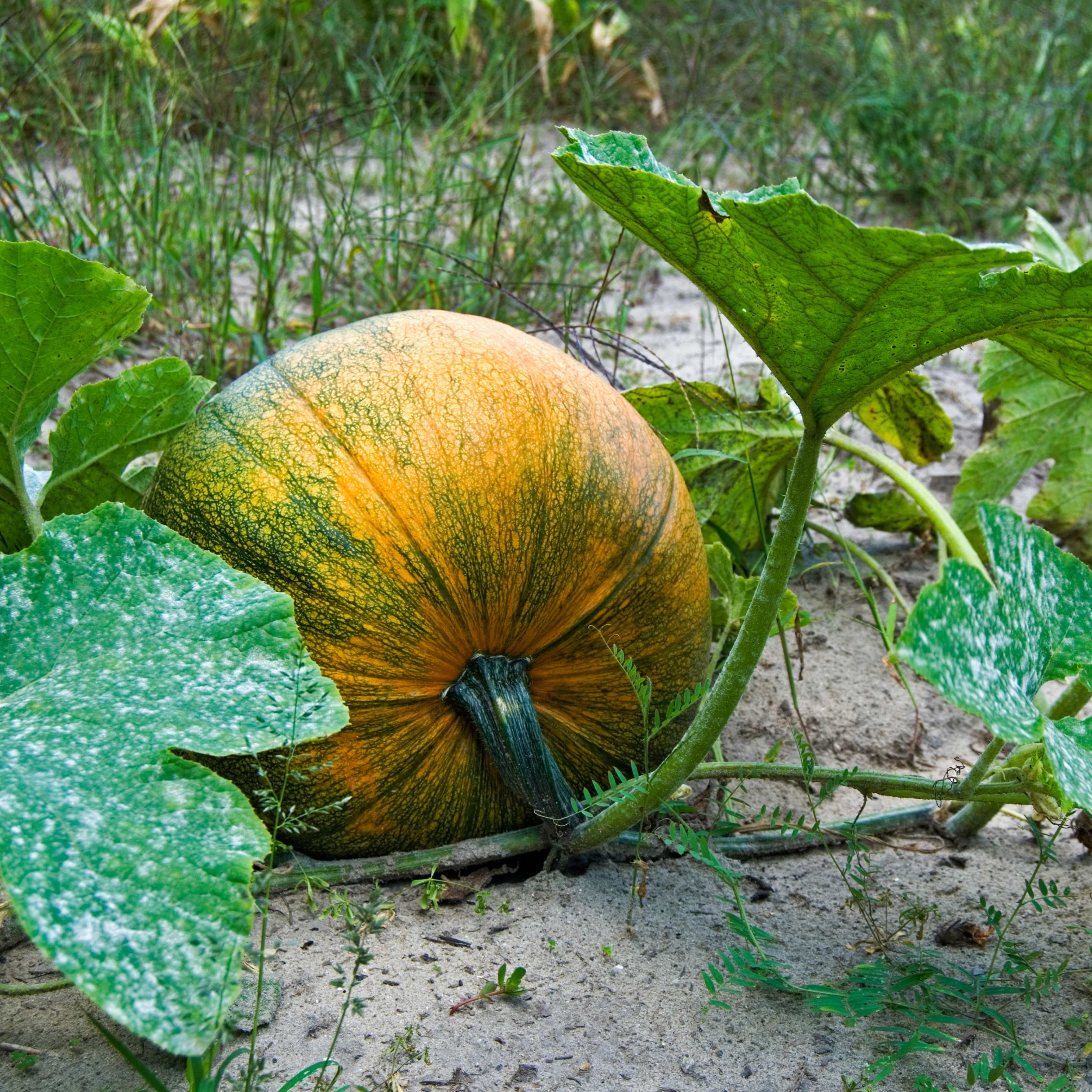 10Pcs Pumpkin Seeds