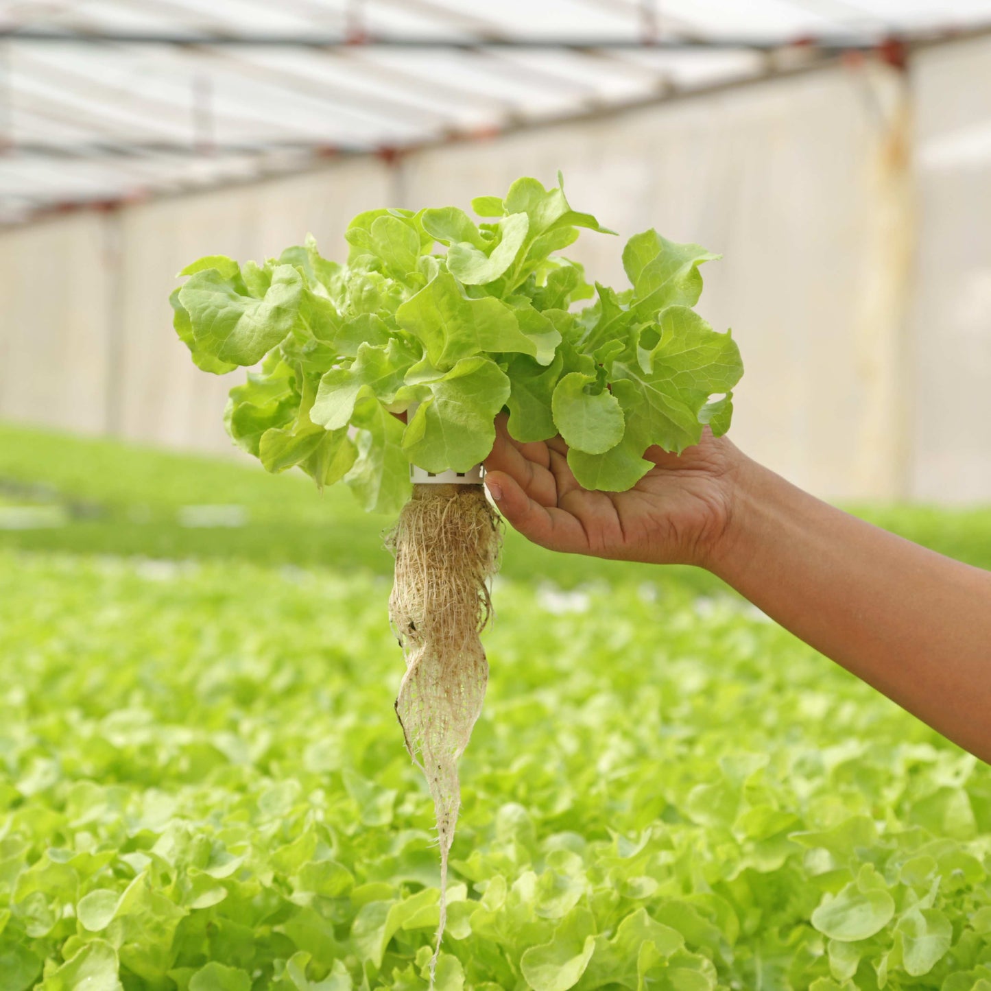 100Pcs Organic Lettuce Seeds