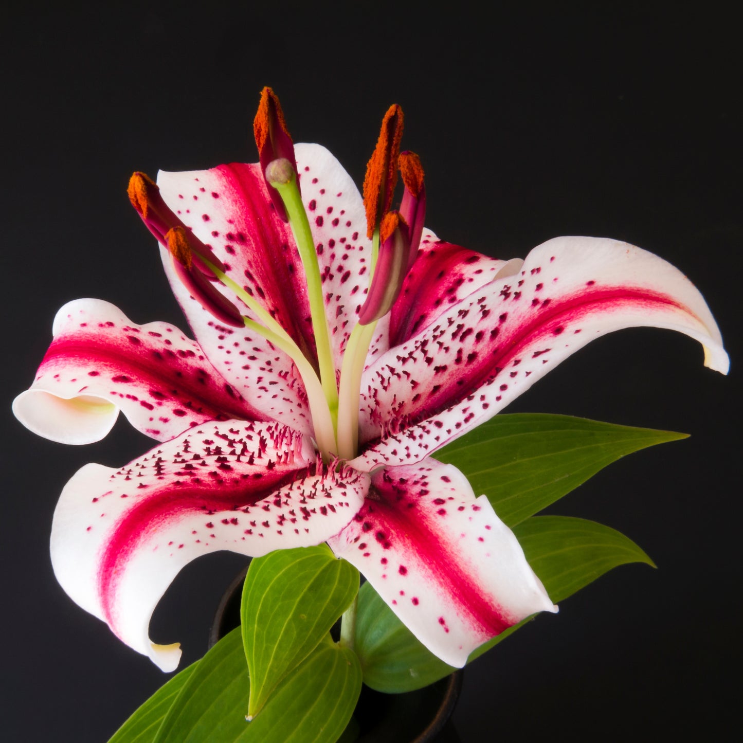 10Pcs Rare Mystic Stargazer Heart Lily Seeds