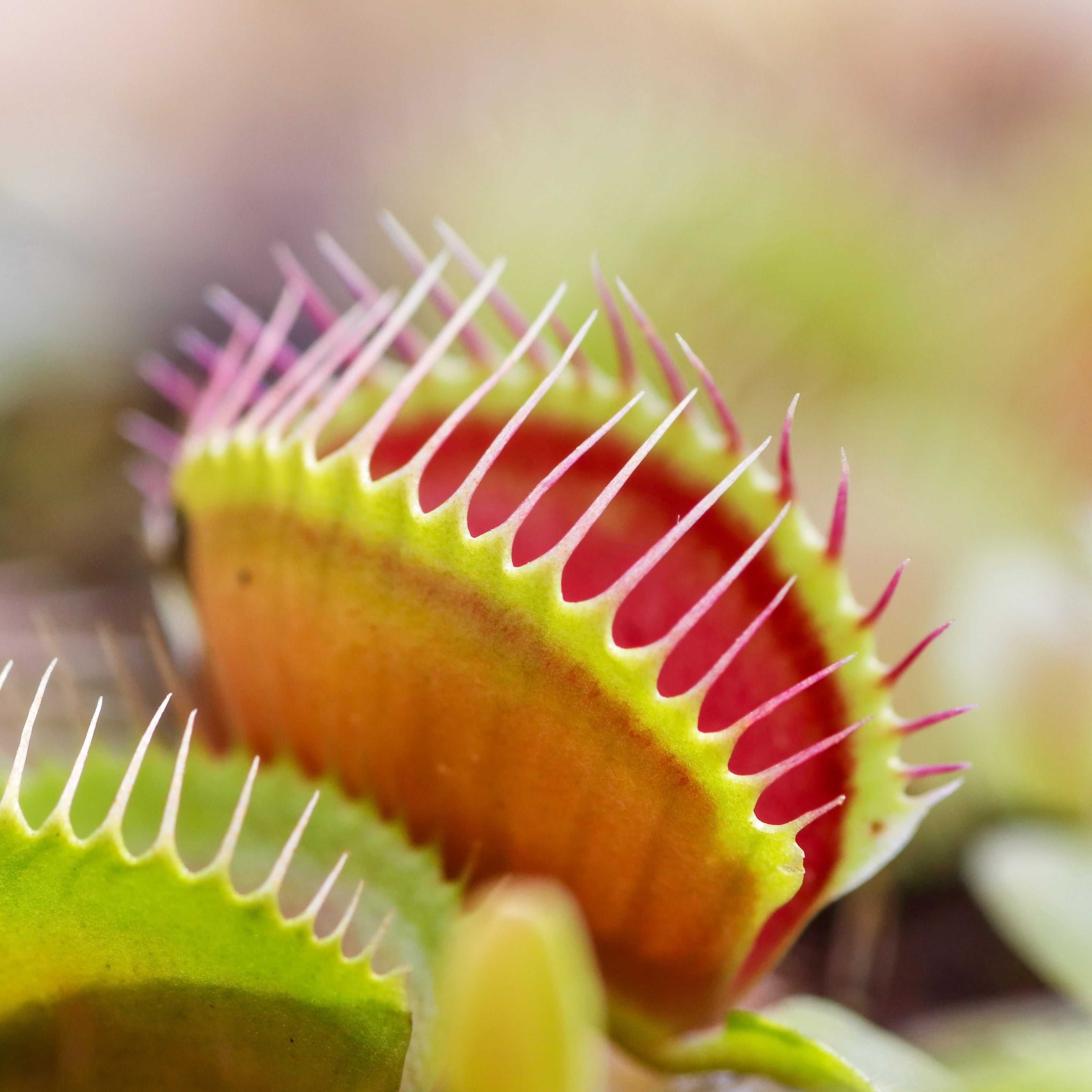 100Pcs Ferocious Venus Flytrap (Insectivorous, Carnivorous) Plant Seeds