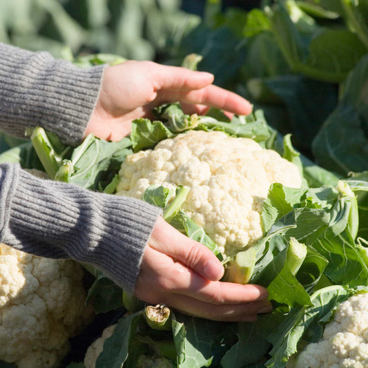 100Pcs Organic Cauliflower Seeds Pack