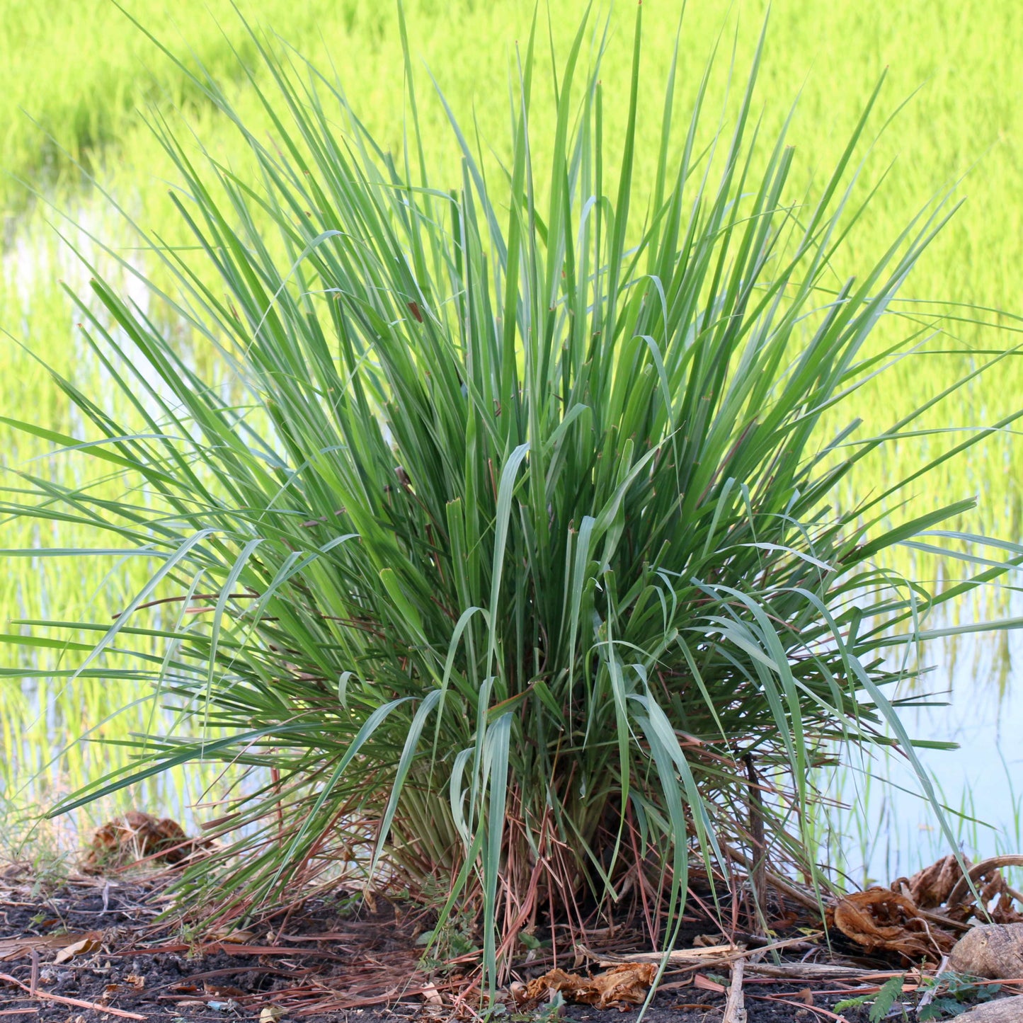 100Pcs Lemon Grass Ornamental Grass Seeds