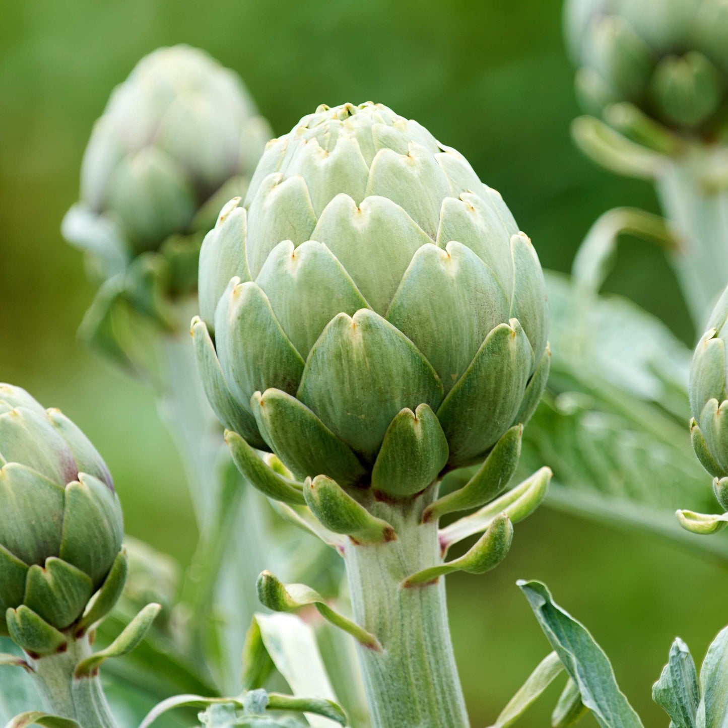 100pcs Organic Artichoke Seeds Pack