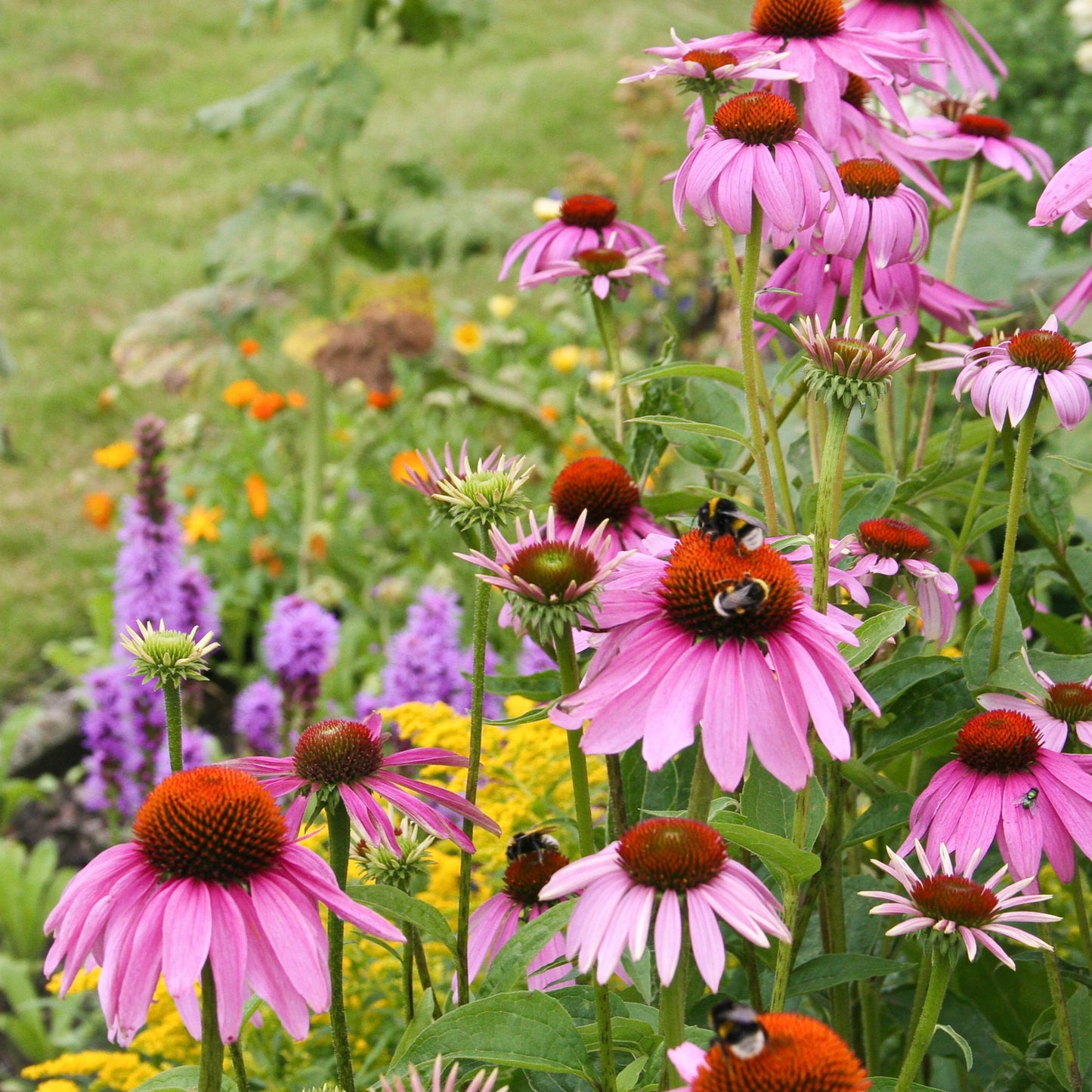 20Pcs Coneflower (Echinacea Purpurea) Flower Seeds