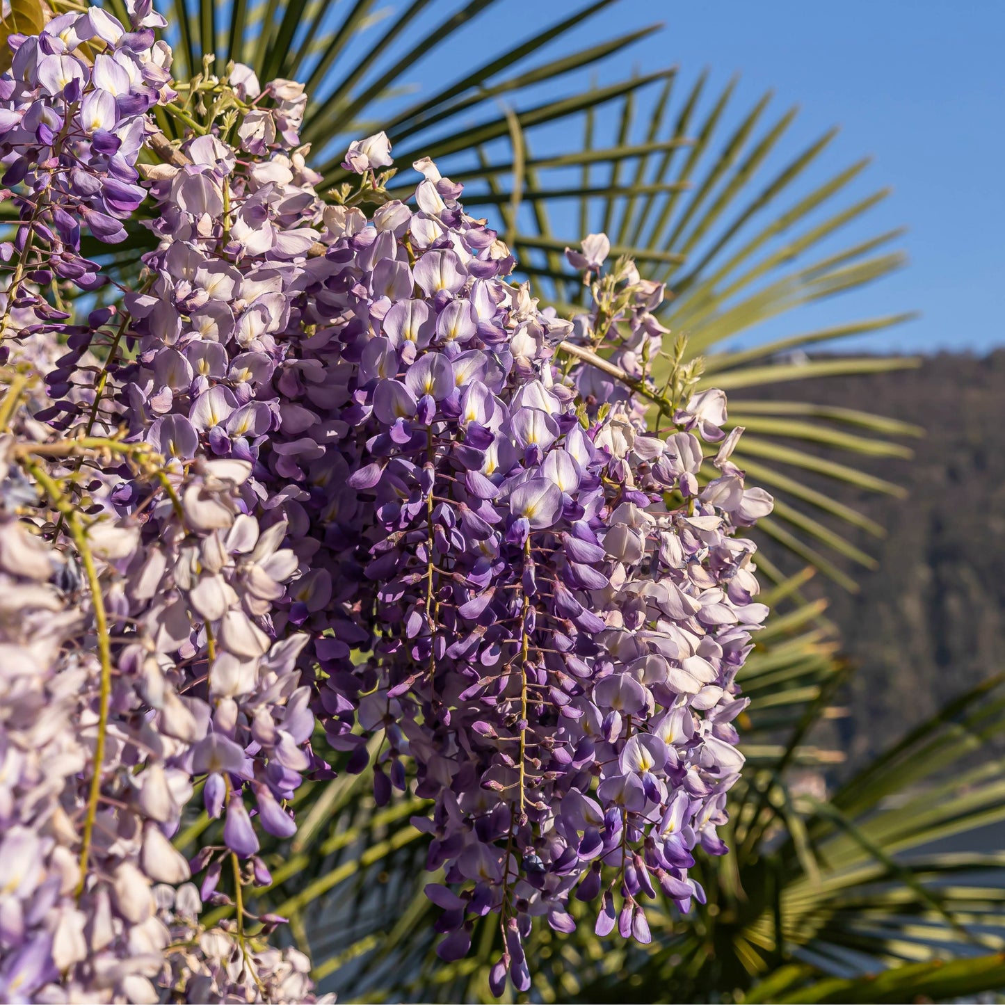 Chinese Wisteria Vine, 10 Seeds