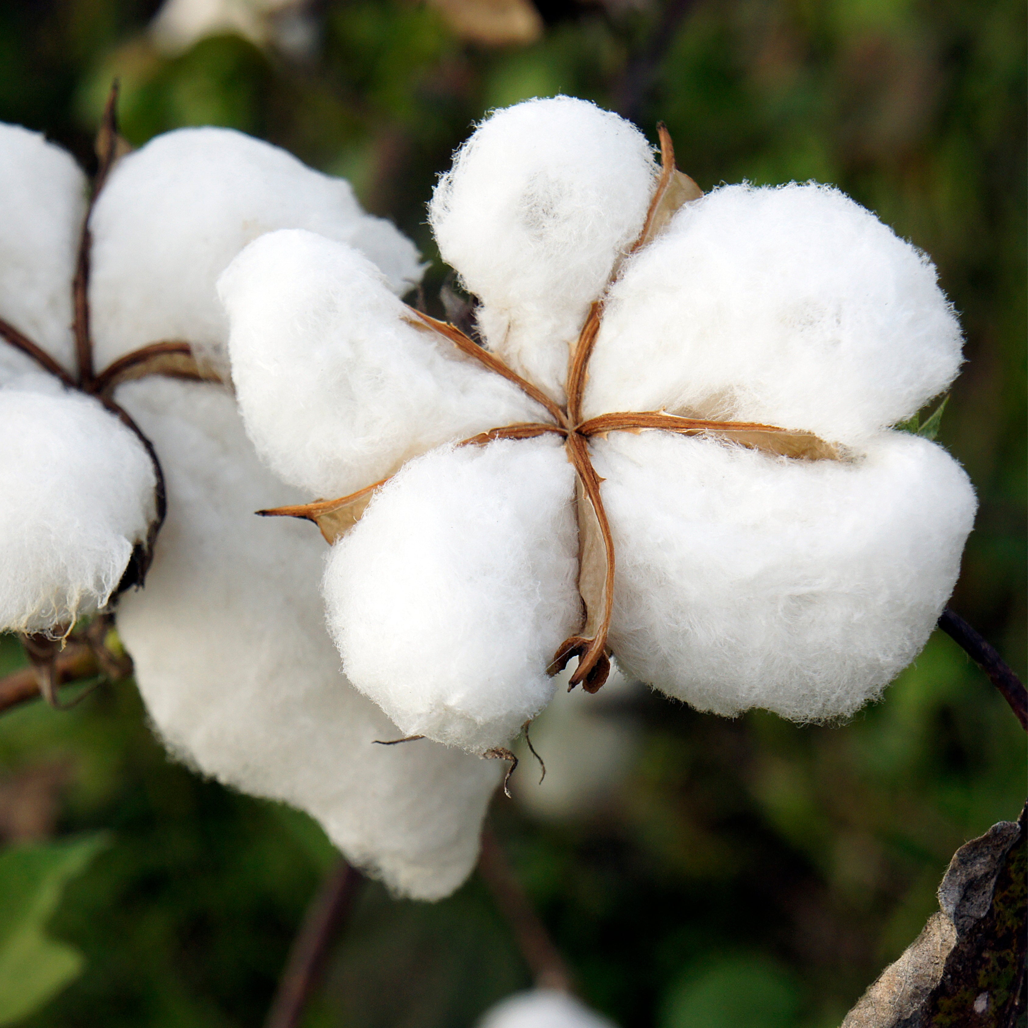 Egyptian Cotton Plant Seeds (Gossypium barbadense)