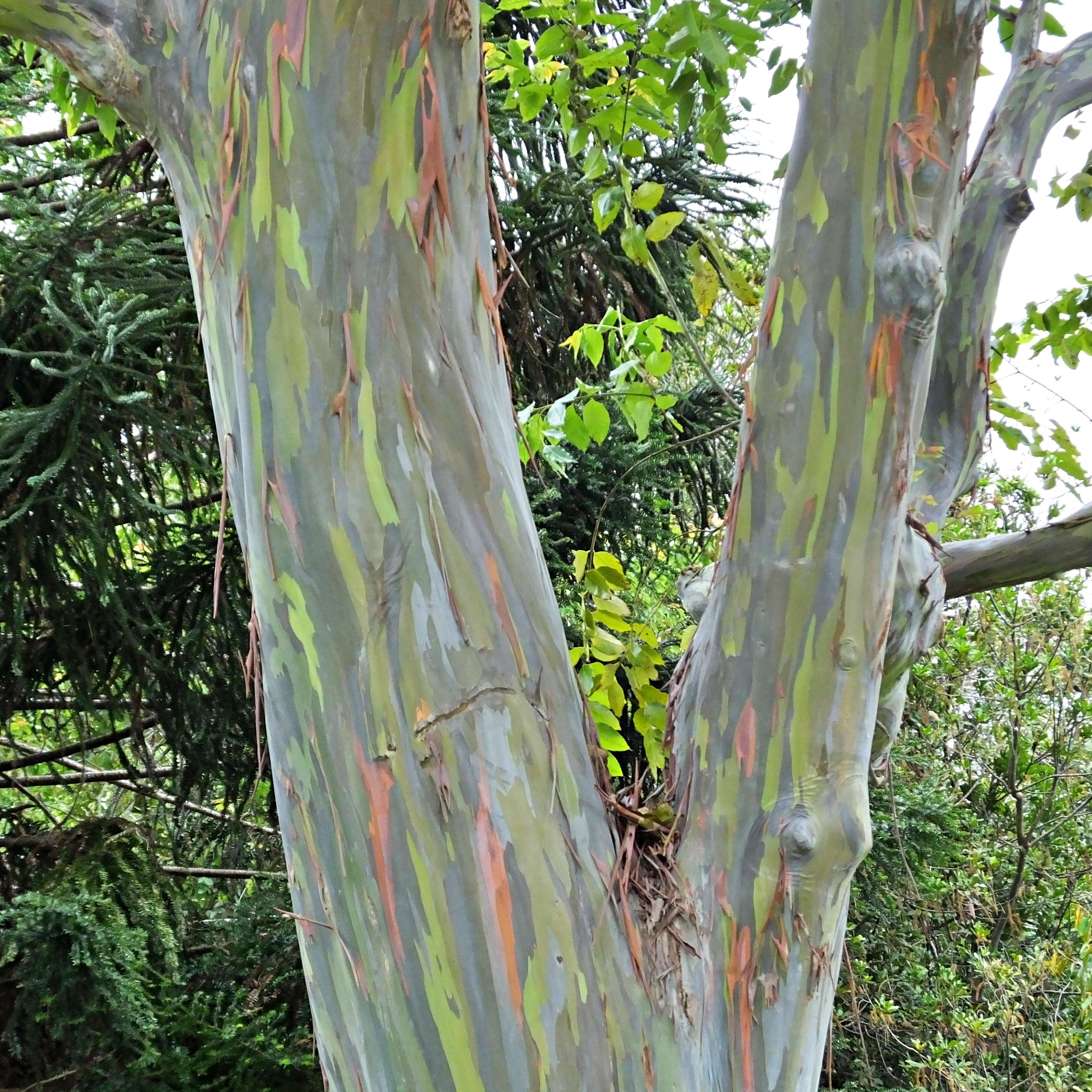 50Pcs Bifrost Rainbow Eucalyptus Deglupta Tree Seeds