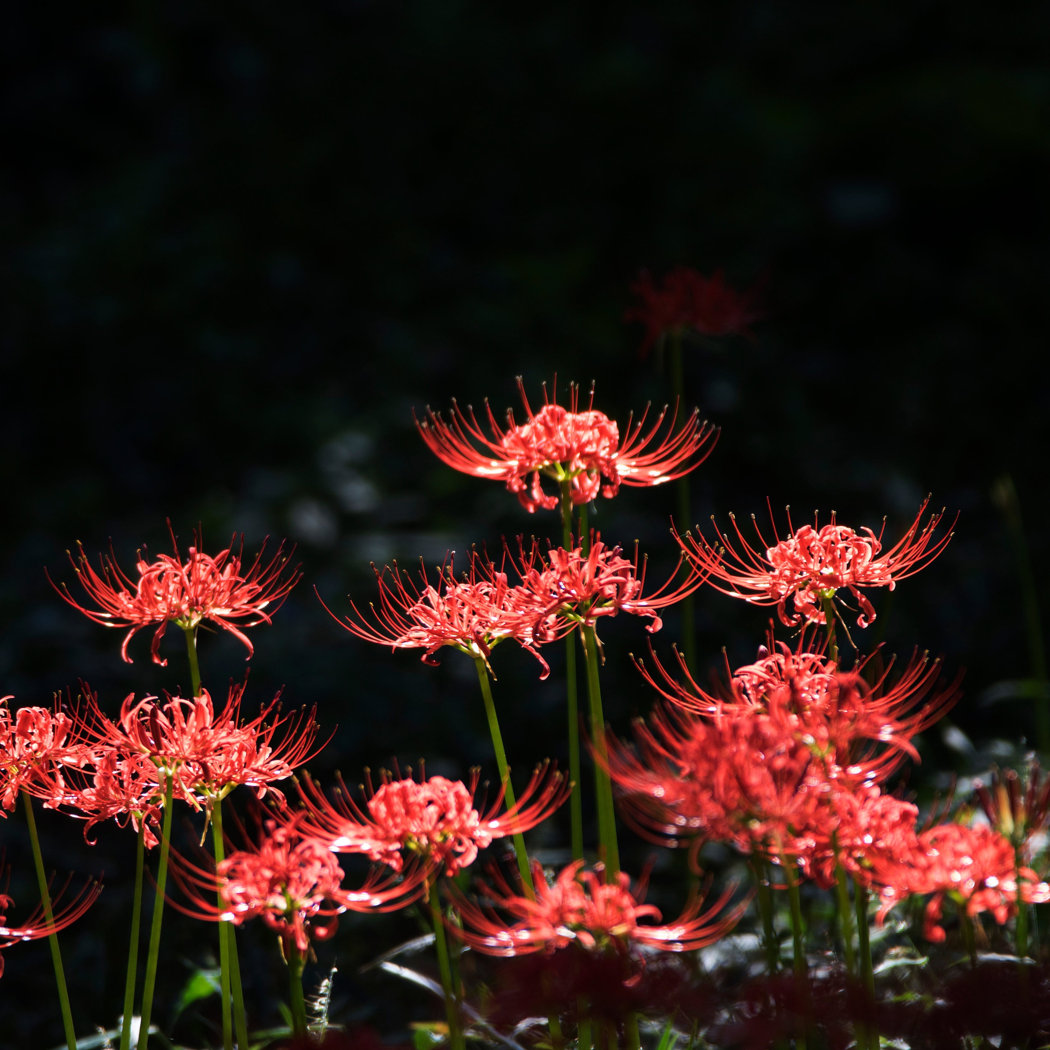 20Pcs Japanese Red Spider Lily / Higanbana Flower Seeds