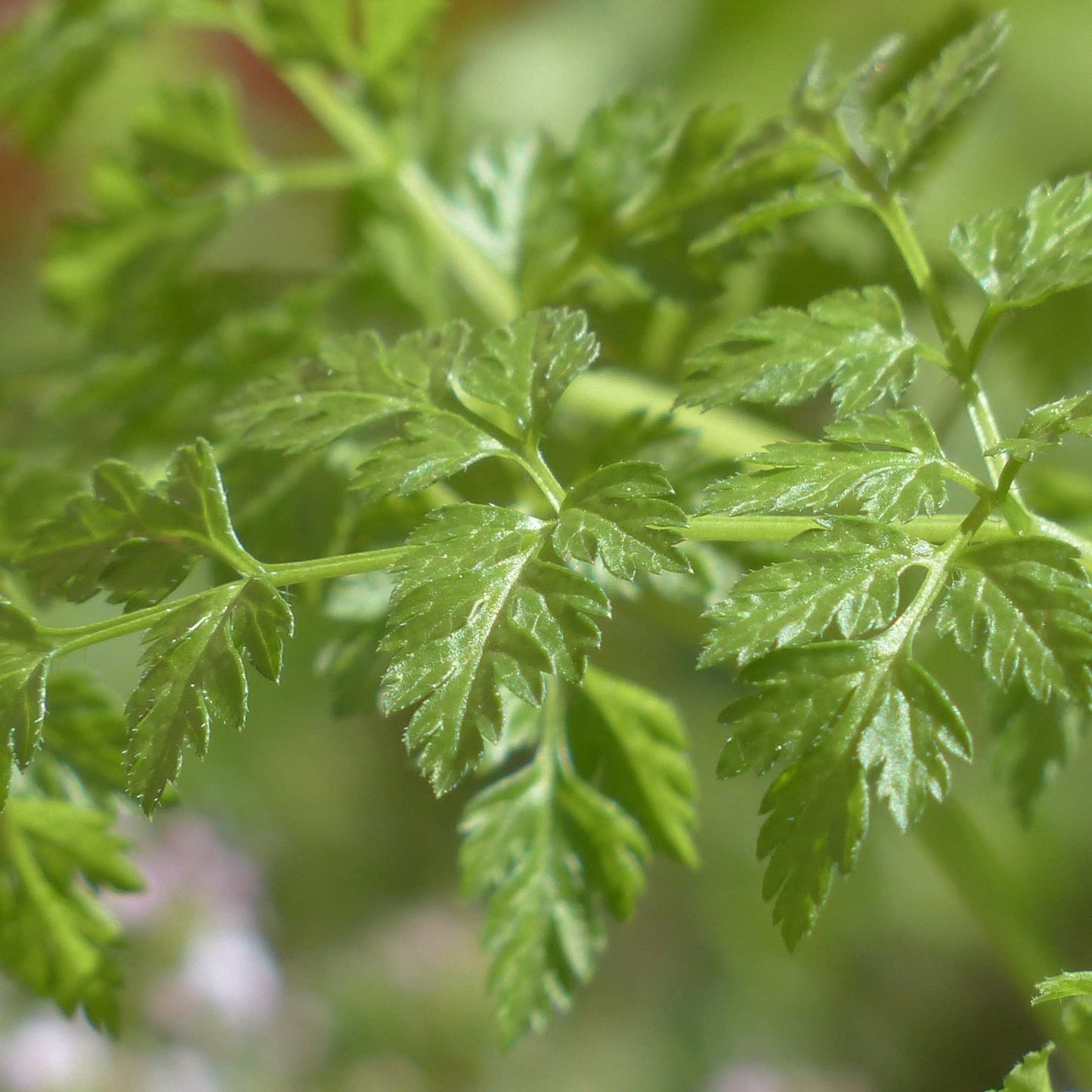 20Pcs Organic Chervil Seeds Pack