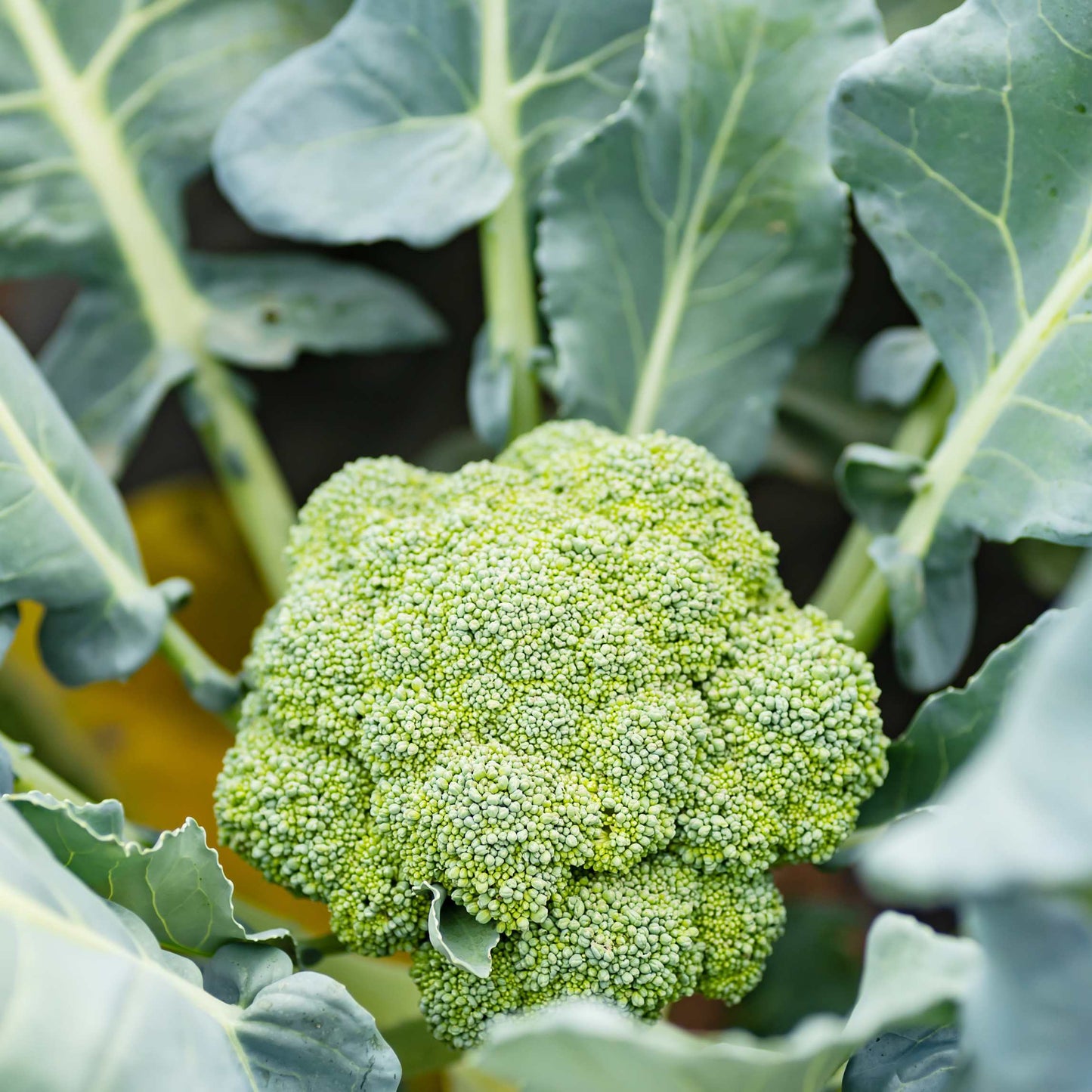 50Pcs Organic Broccoli Seeds