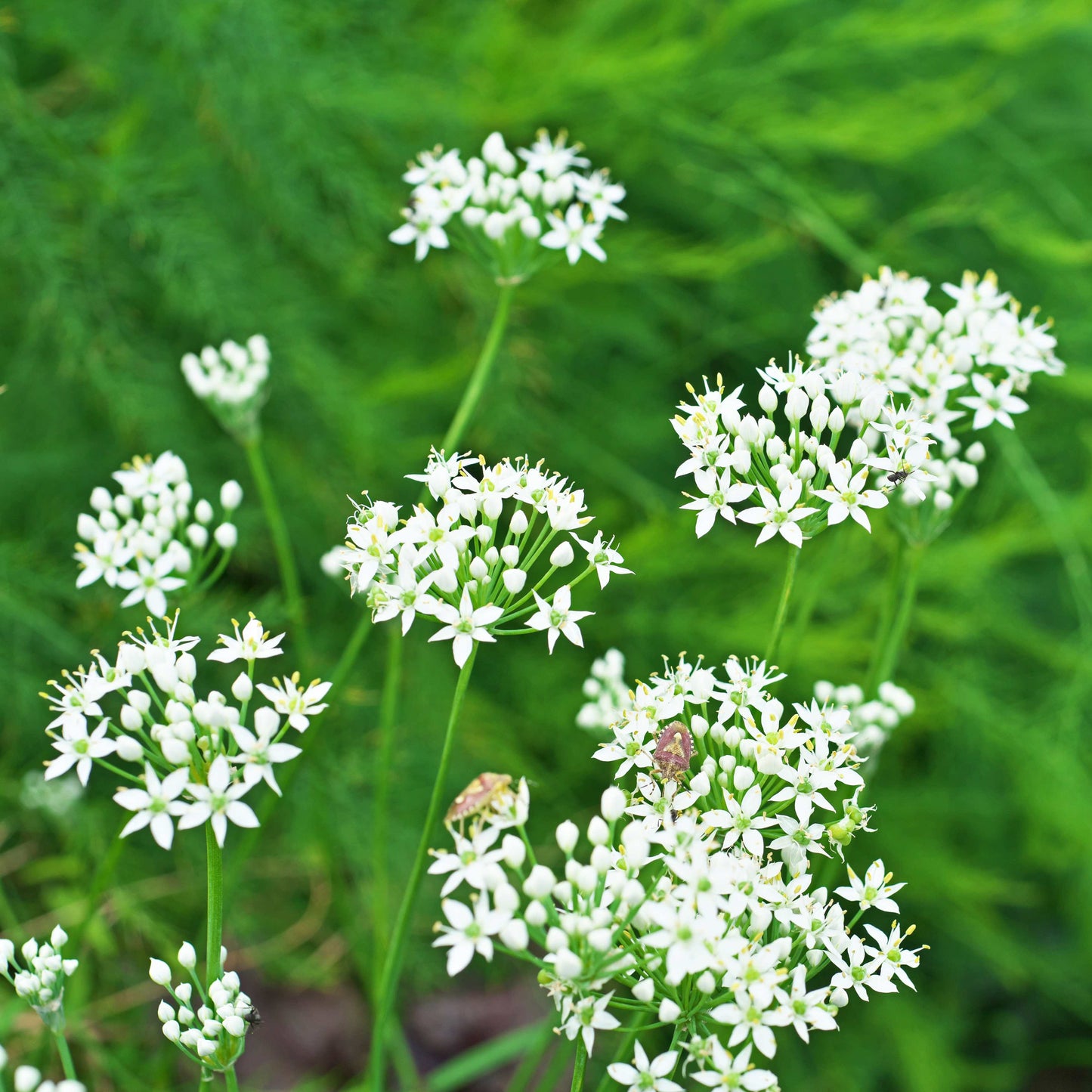 100Pcs Allium Tuberosum Garlic Chives Seeds