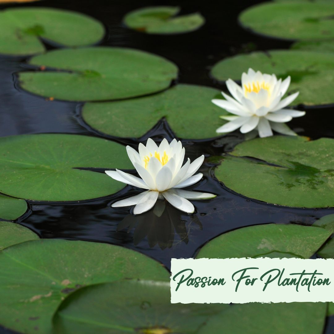 5 WHITE LOTUS Flower Seeds