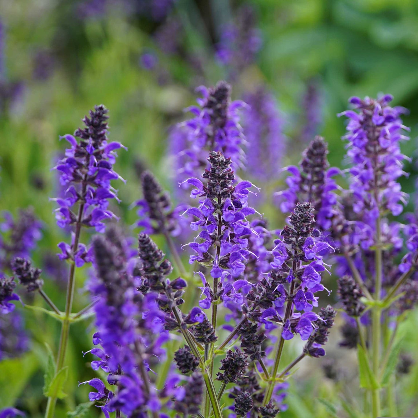 100Pcs Salvia Flower Seeds Pack