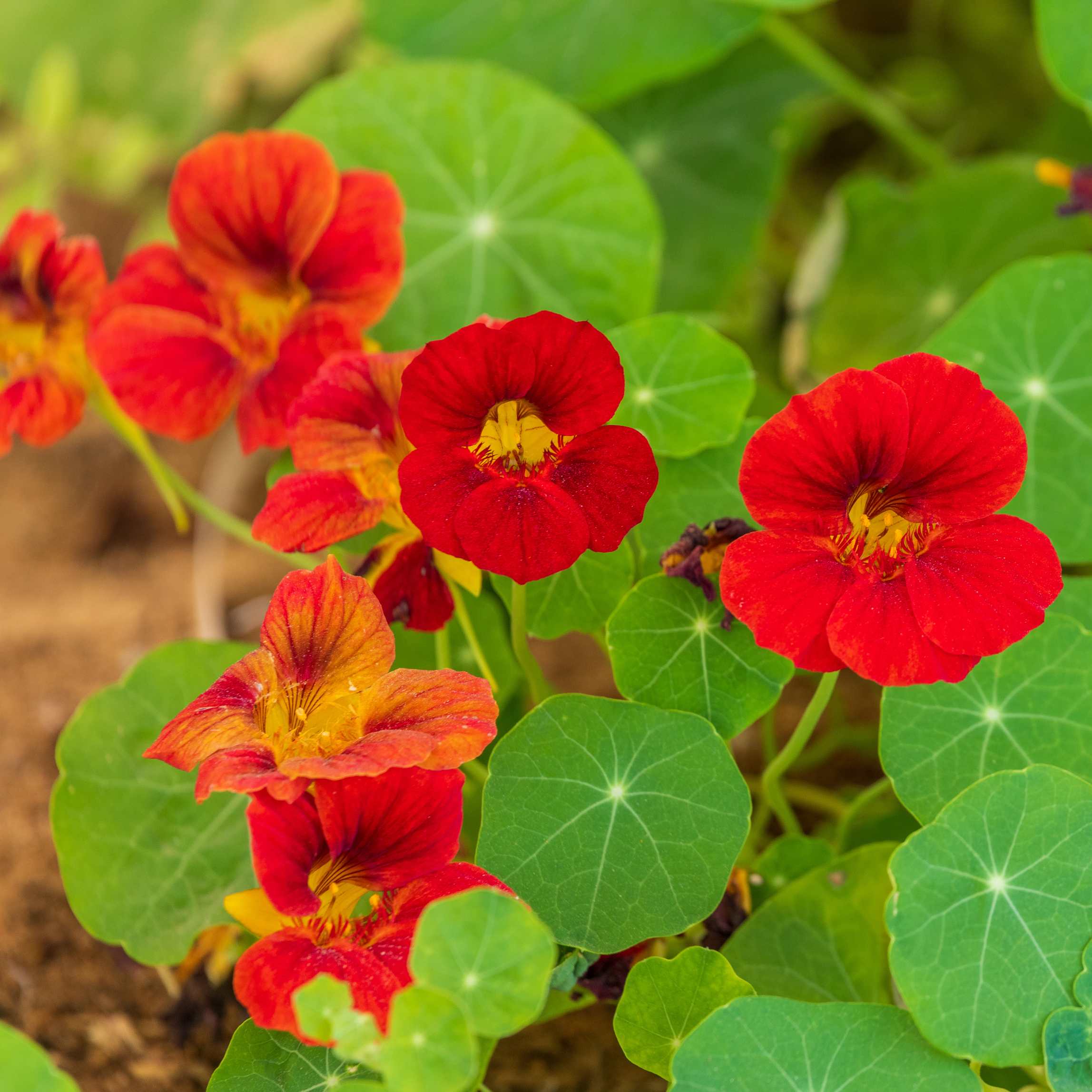 100Pcs Nasturtium Flower Seeds Pack