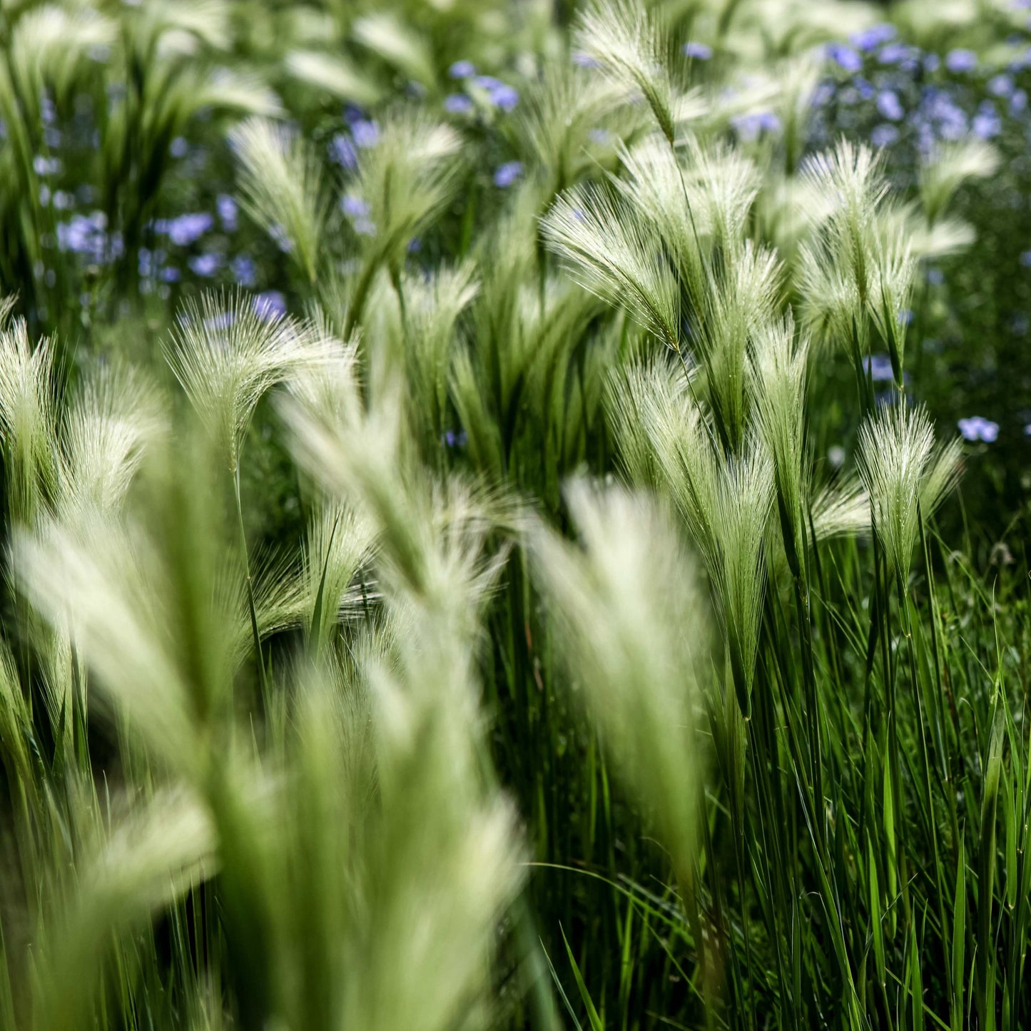 100Pcs Foxtail Barley Ornamental Grass Seeds