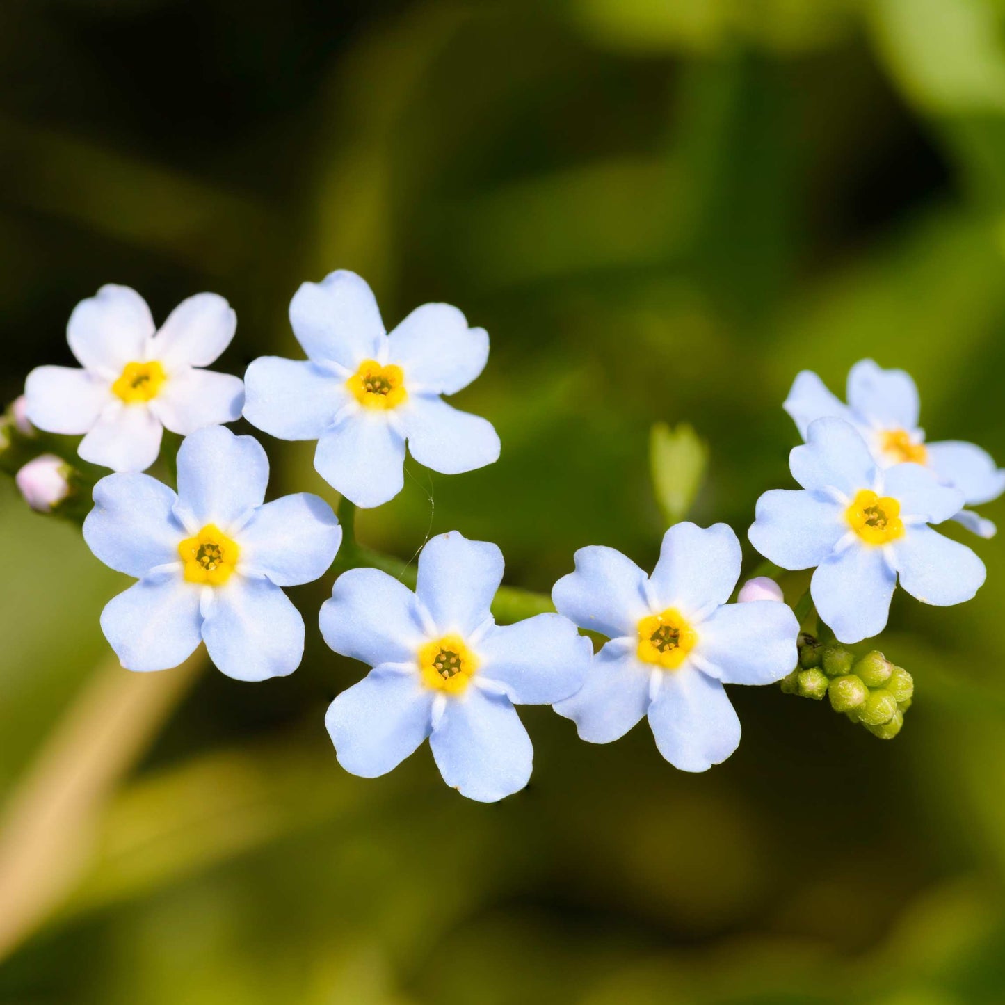 100Pcs Forget Me Not (Myosotis Sylvatica) Blue Flower Seeds