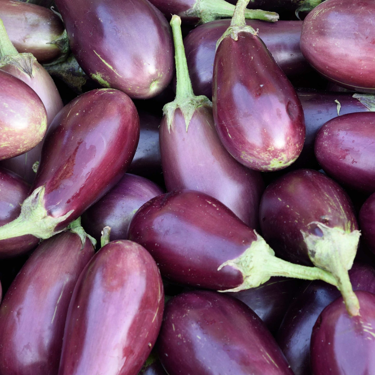 100Pcs Organic Eggplant (Solanum melongena) Seeds