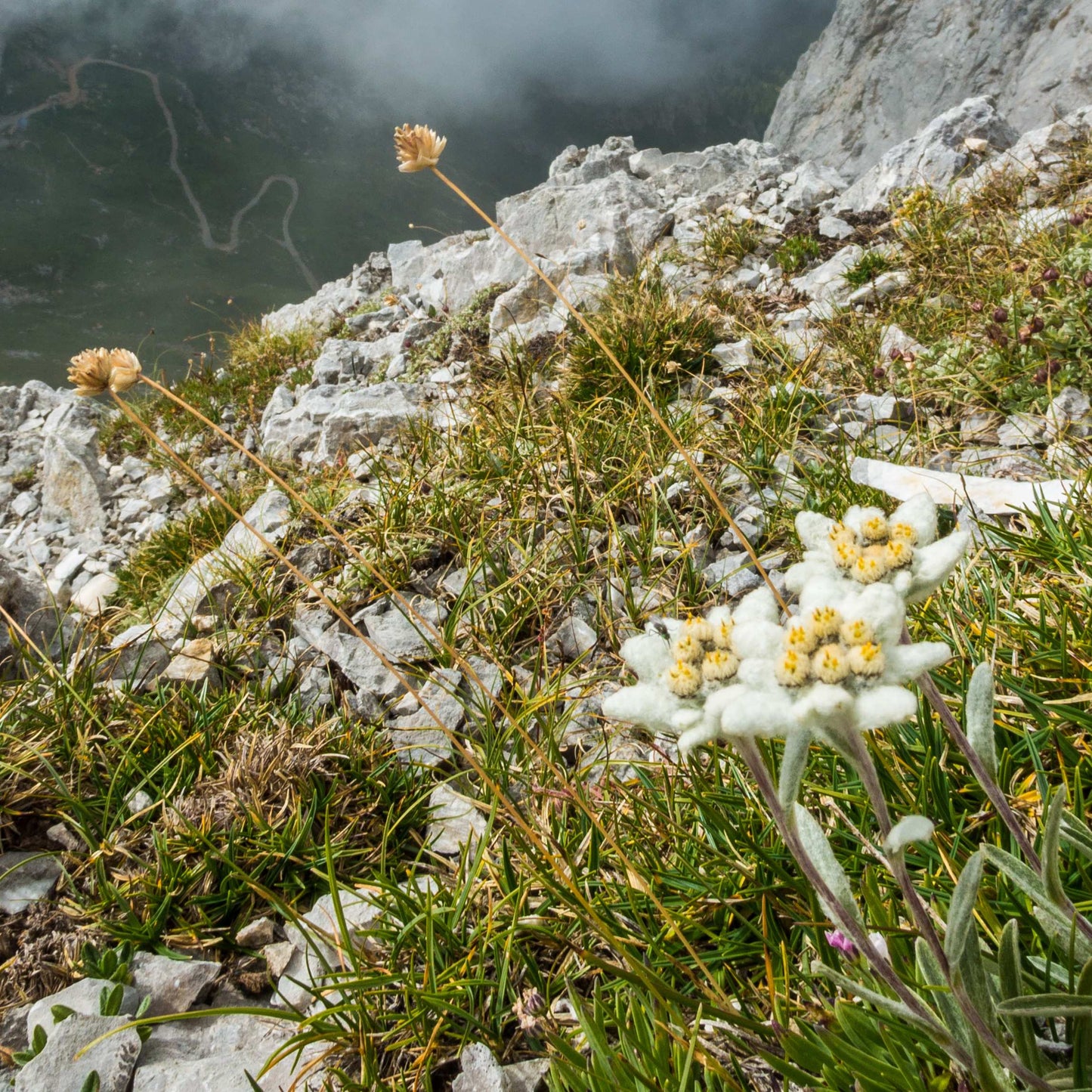 100Pcs Edelweiss Flower Seeds