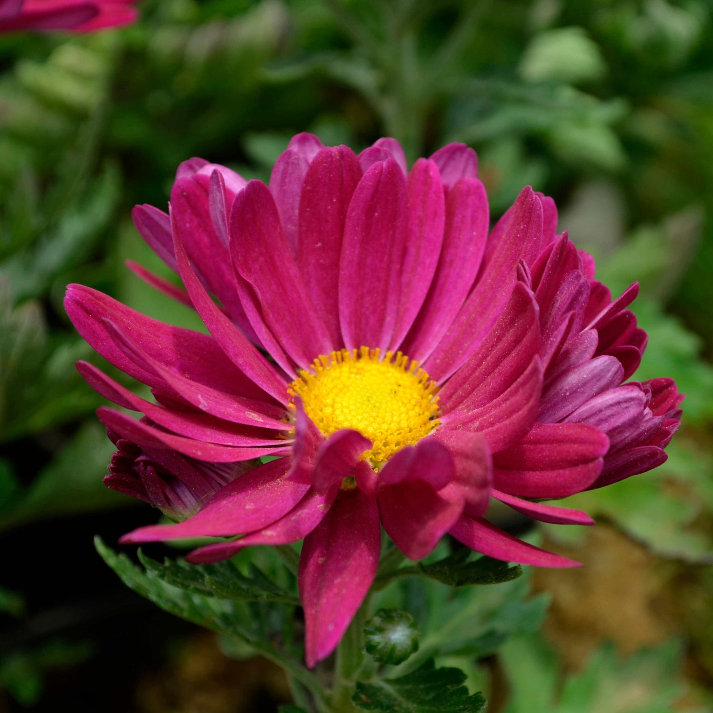 50Pcs Gerbera Daisy Seeds