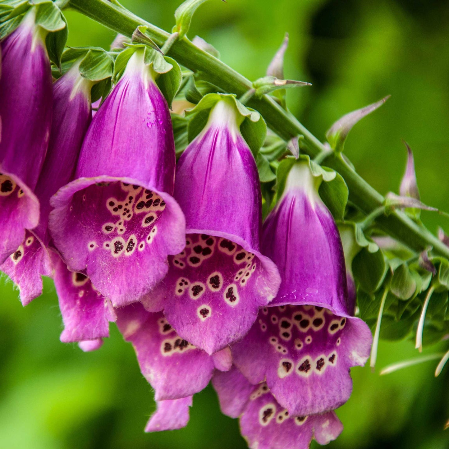 100Pcs Foxgloves Flower Seeds Pack