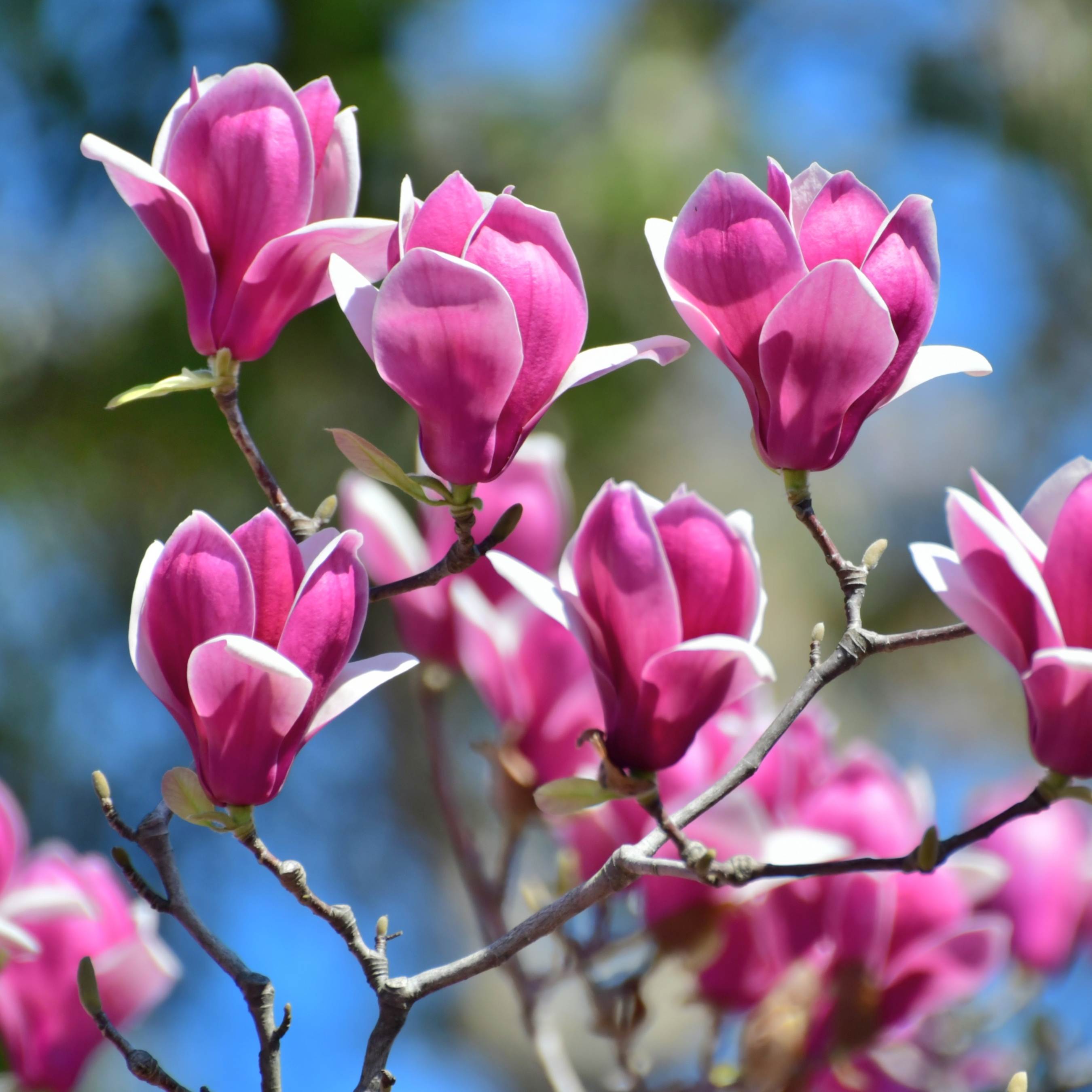 100Pcs Magnolia Flower Seeds Pack