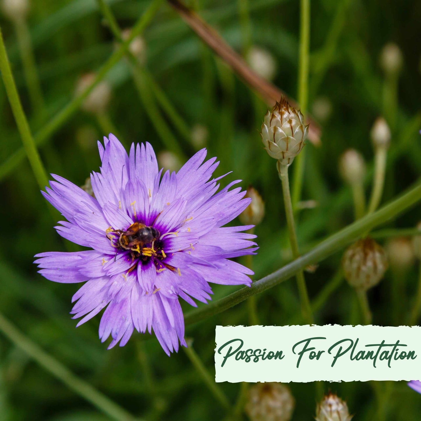 Cupids Dart Blue Flower Seeds (Catananche Caerulea)