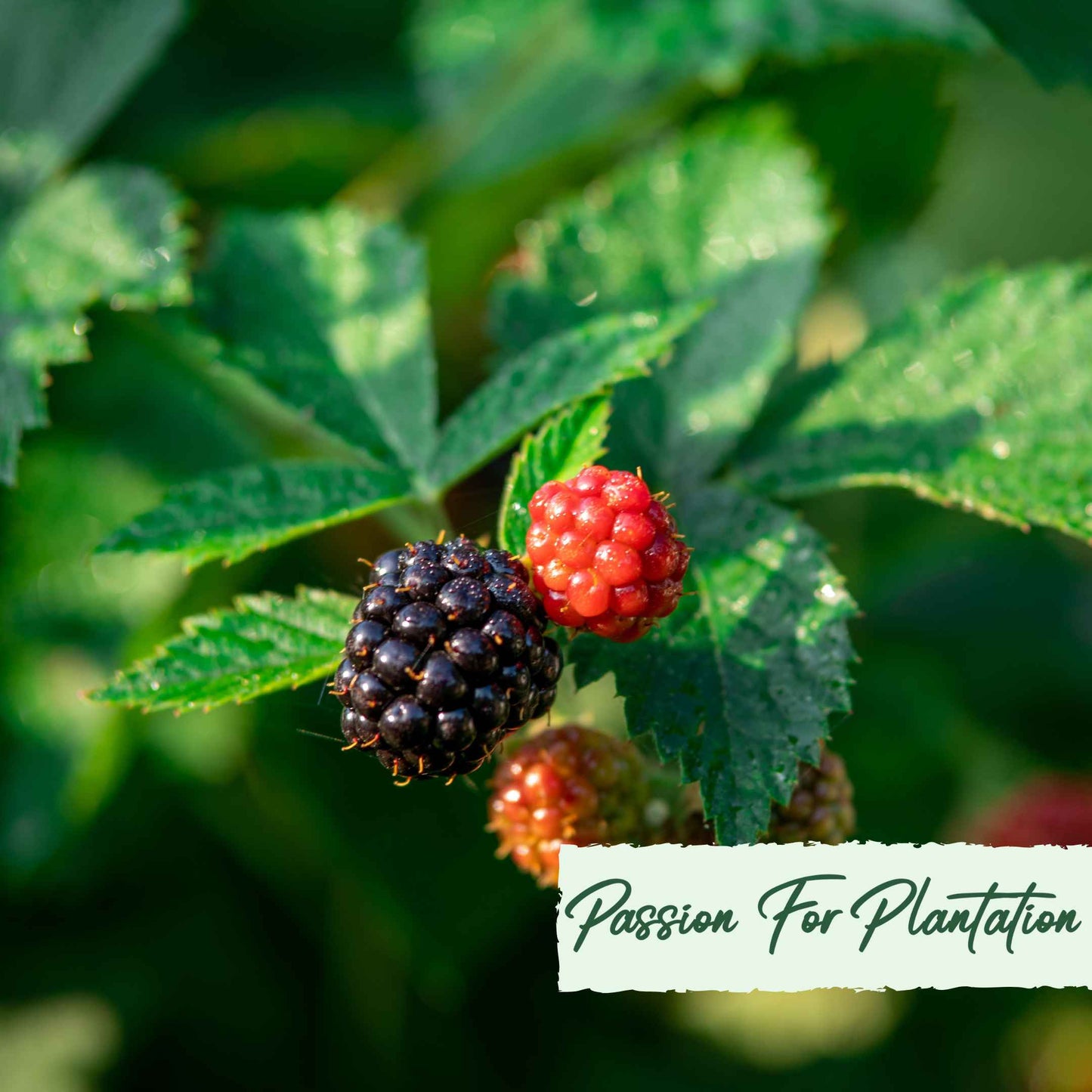 50Pcs Salmonberry (Rubus spectabilis) Berry Seeds