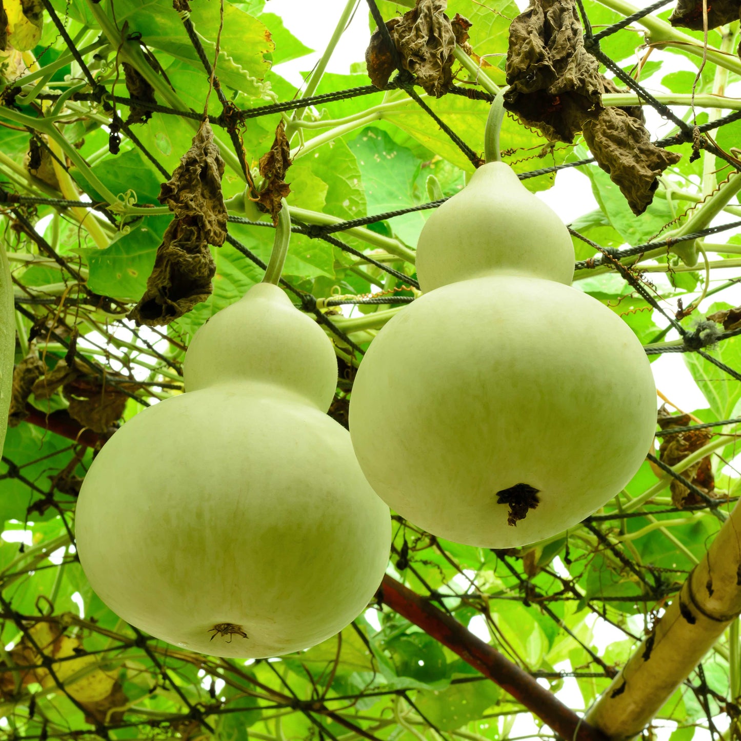 30Pcs Bottle Gourd Calabash Seeds