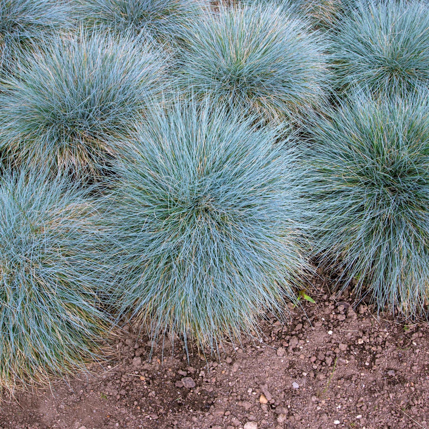 100Pcs Blue Fescue Grass Seeds