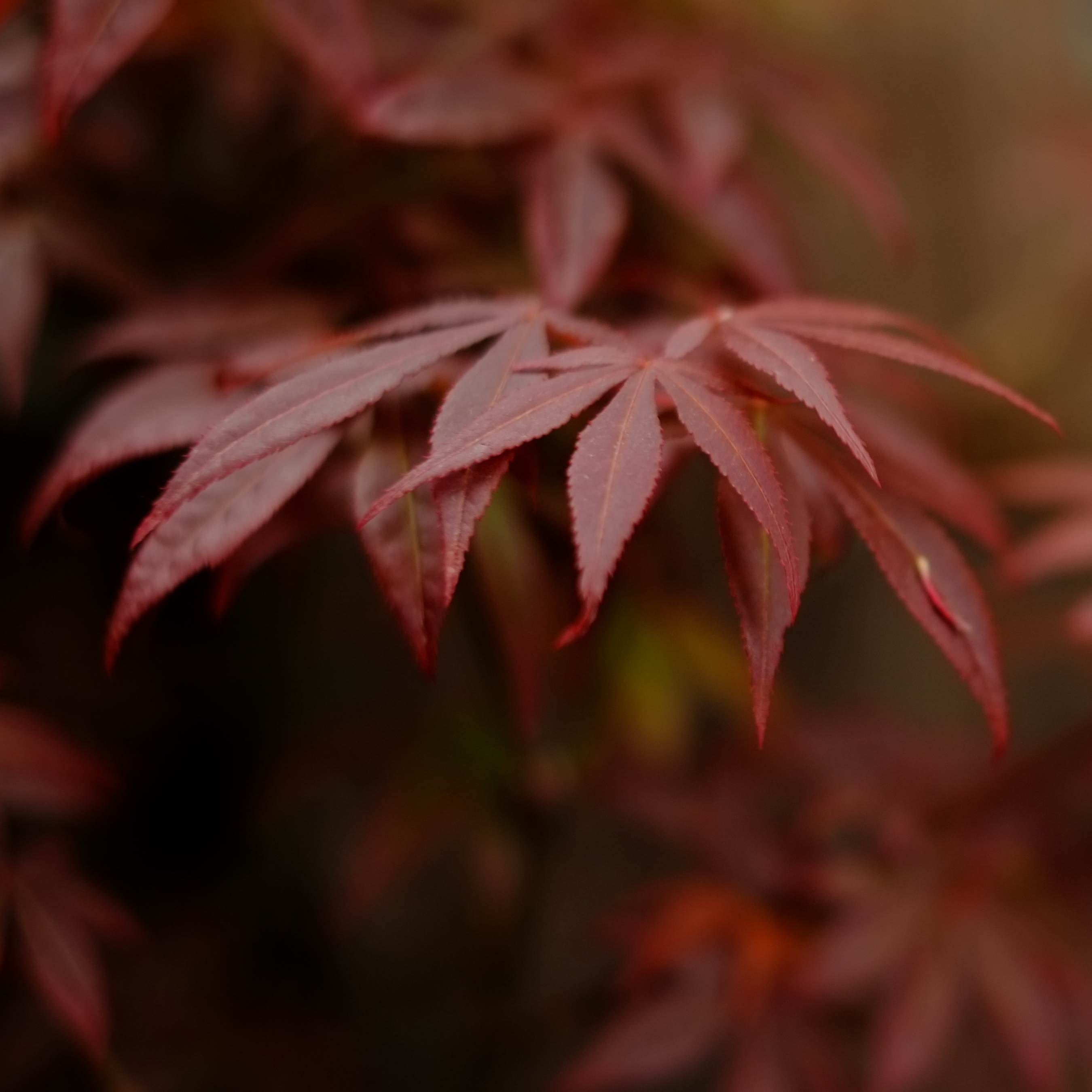 10Pcs Traditional Japanese Maple Tree Seeds