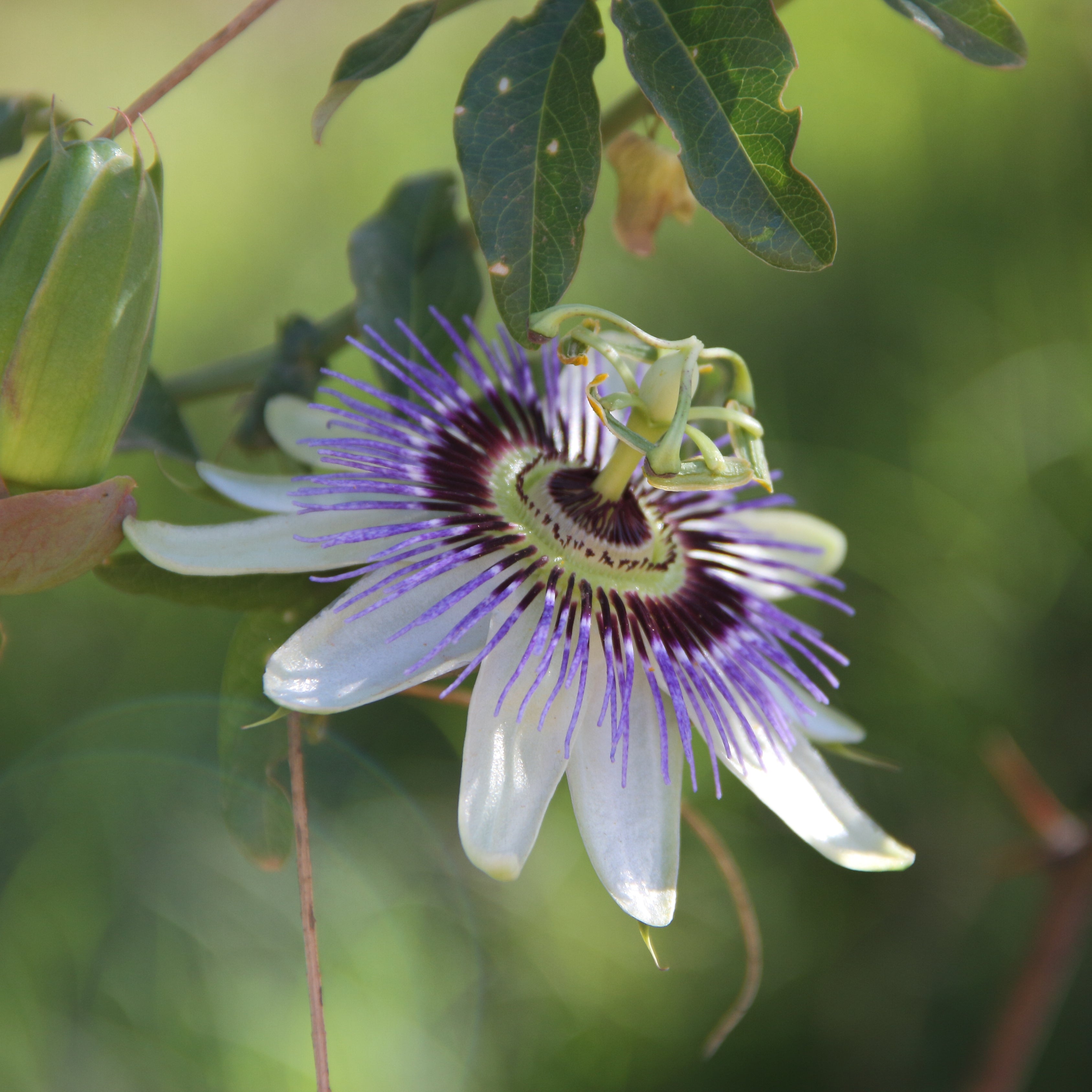 100Pcs Blue Royal Crown Passion Flower Seeds