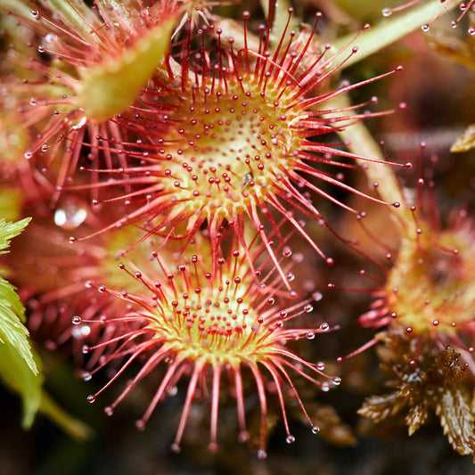 50Pcs Carnivorous Sundew Plant Drosera Flower Seed