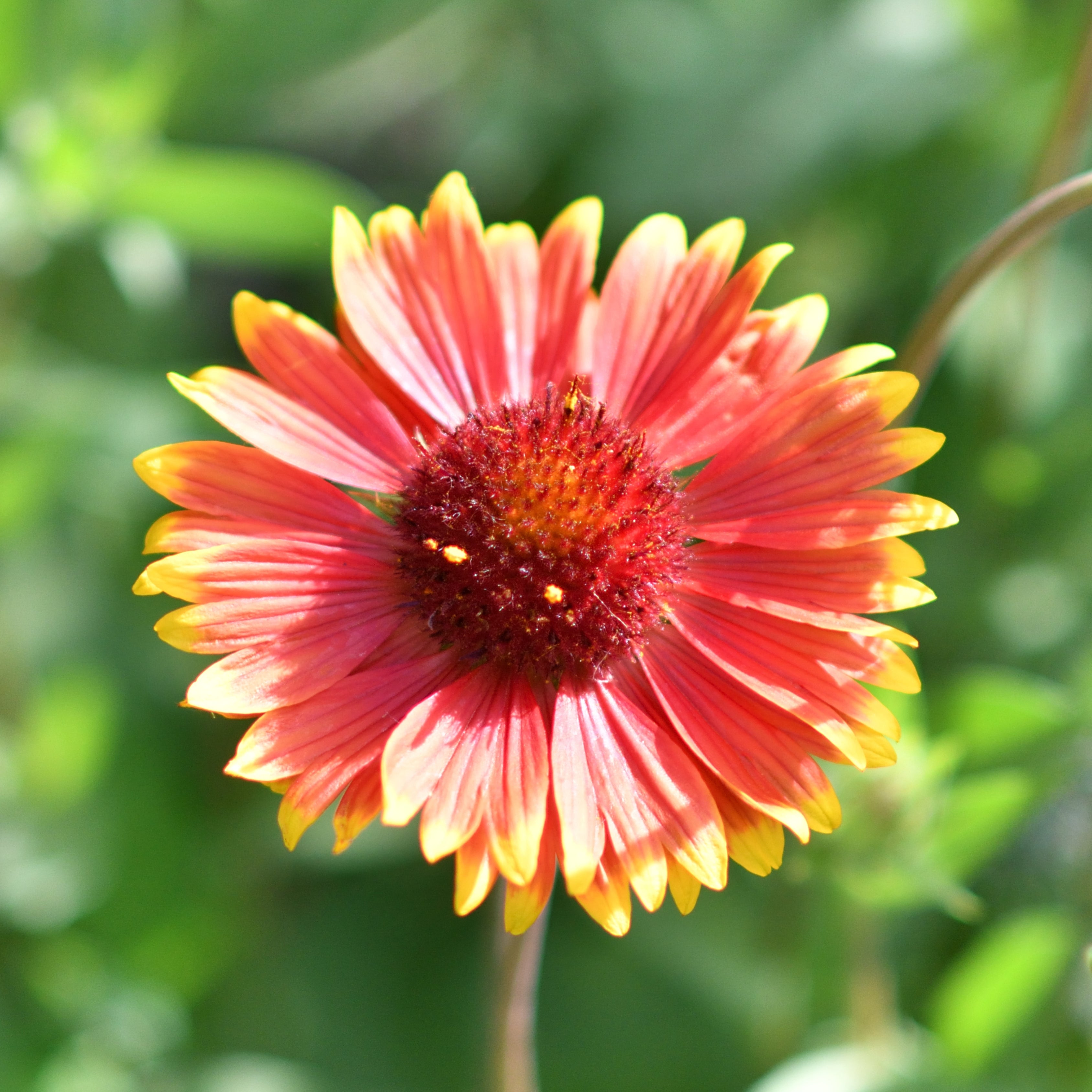 Gaillardia Flower Seeds