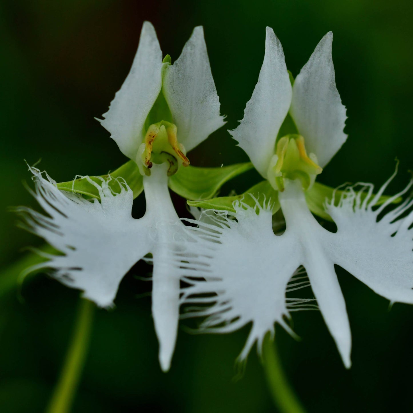 100Pcs Japanese Radiata White Egret Orchid Plant Seeds