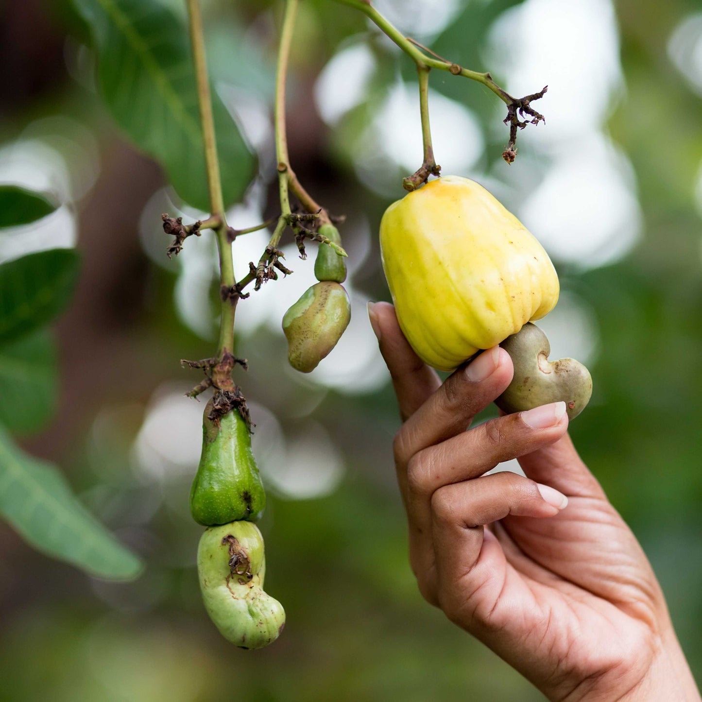 3Pcs Cashew Plant Seeds