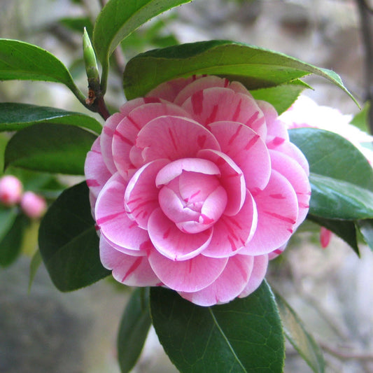 10Pcs Camellia Flower Seeds