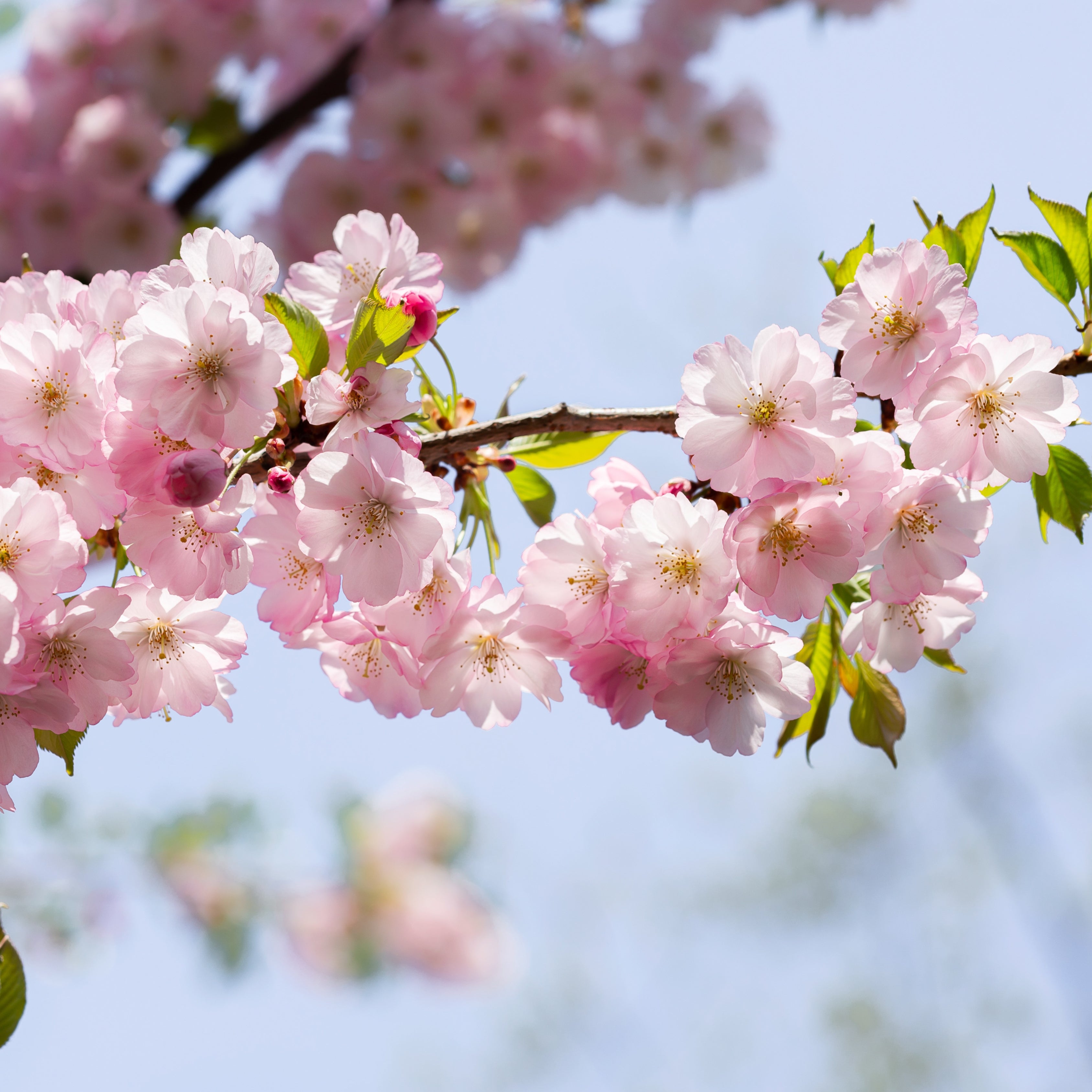 10Pcs Japanese Sakura Cherry Blossom Plant Seeds