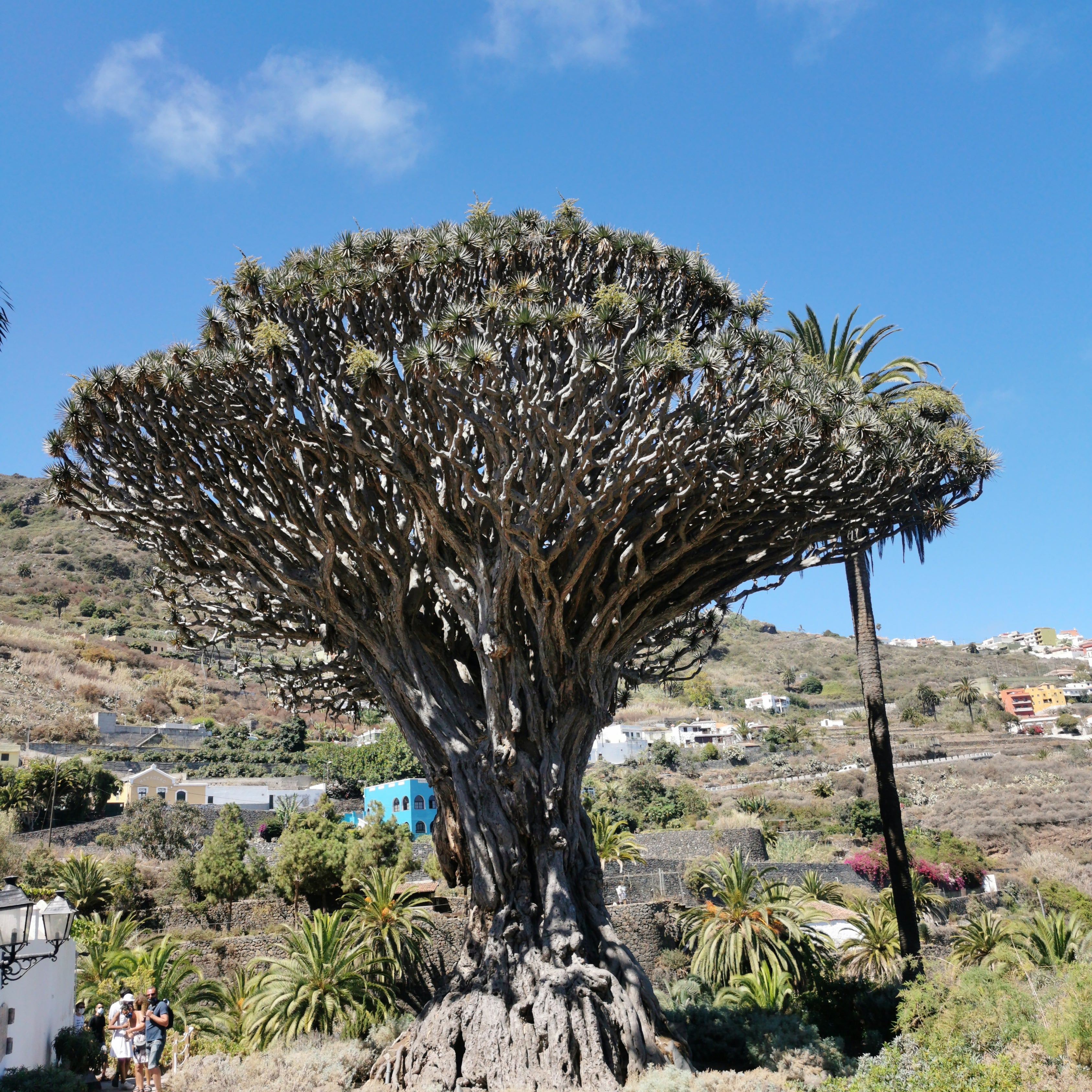 10Pcs Celestial Dragon Blood Tree Seeds (Dracaena draco)