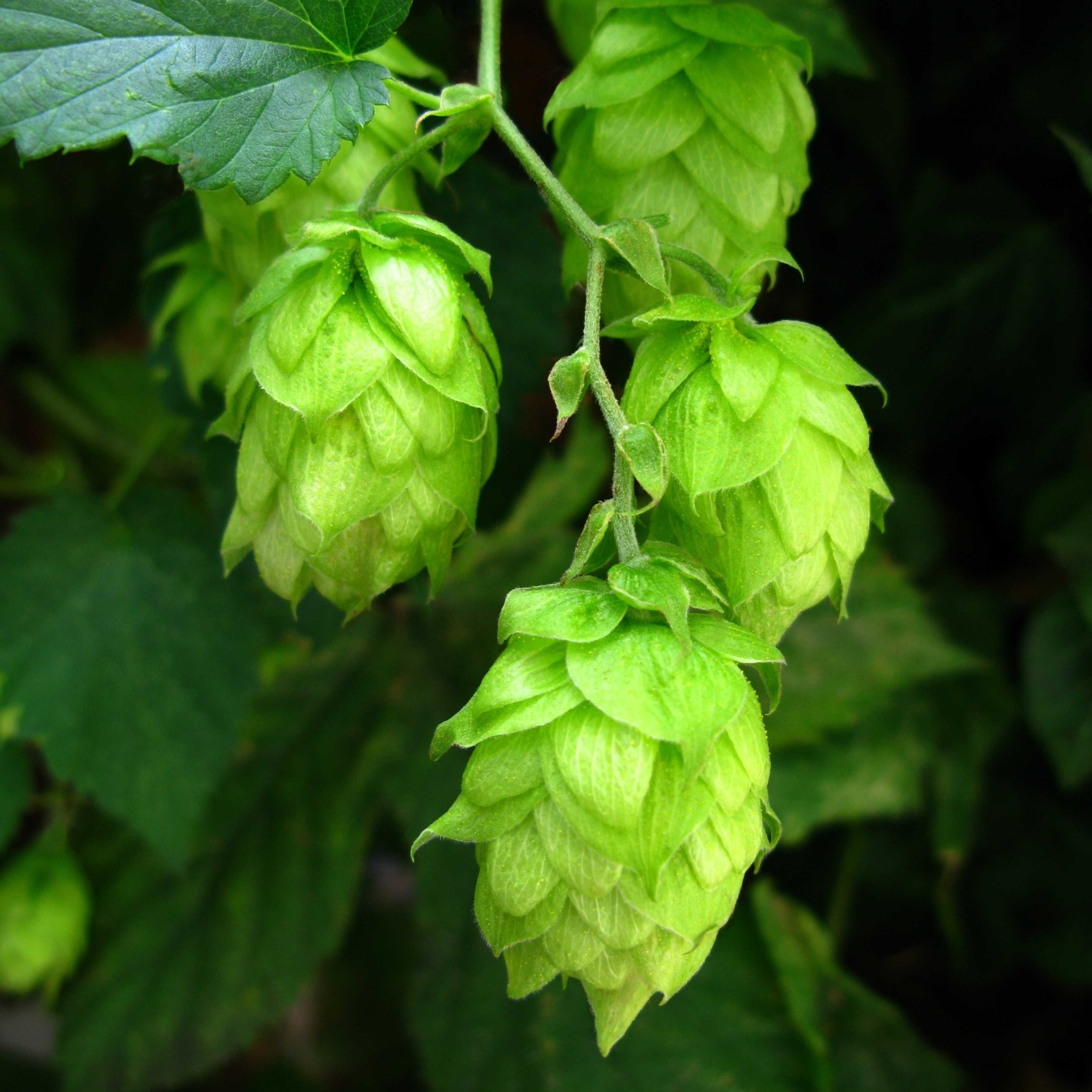 10Pcs Hops (Humulus lupulus) Seeds, Brew Your Own Beer, Easy To Plant