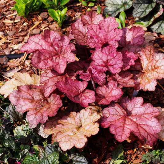 20Pcs Coral Bells (Heuchera Americana) Flower Seeds