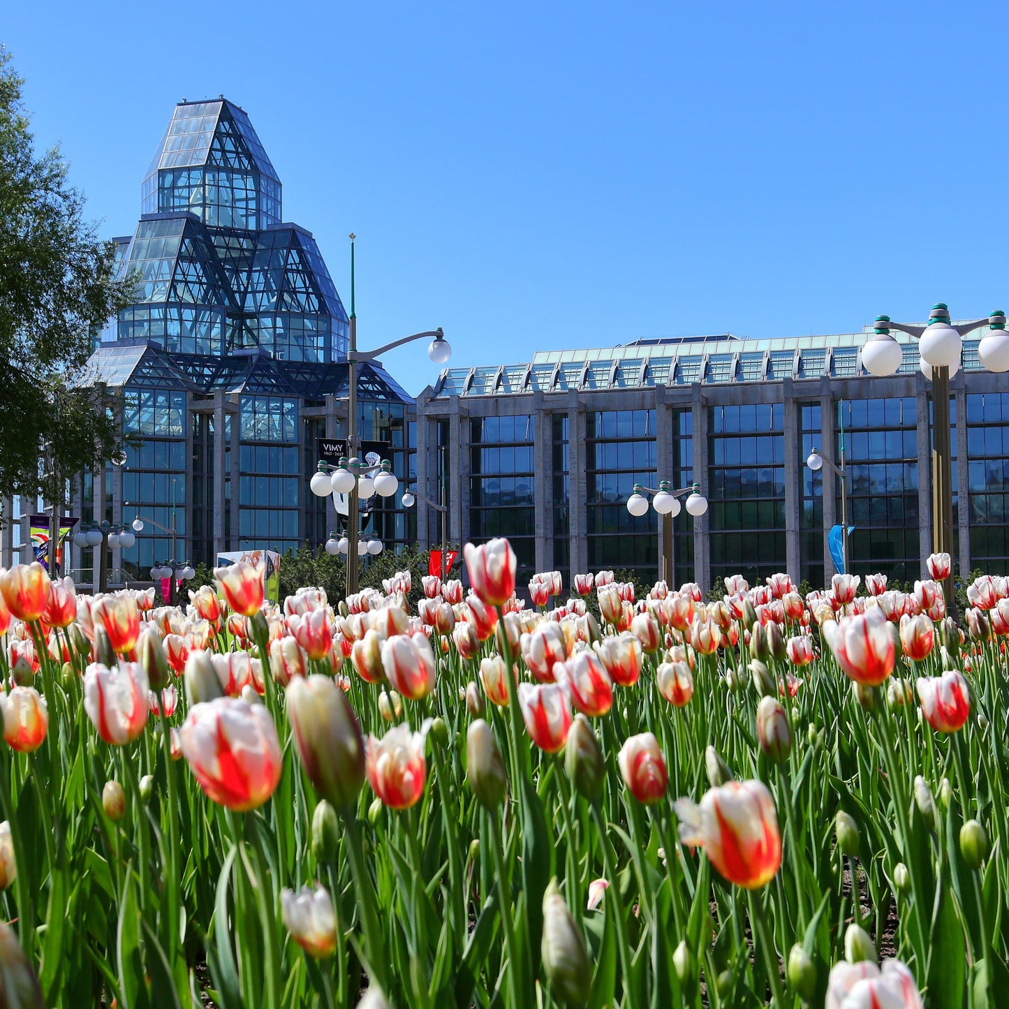 50Pcs Mixed Color Tulip Seeds