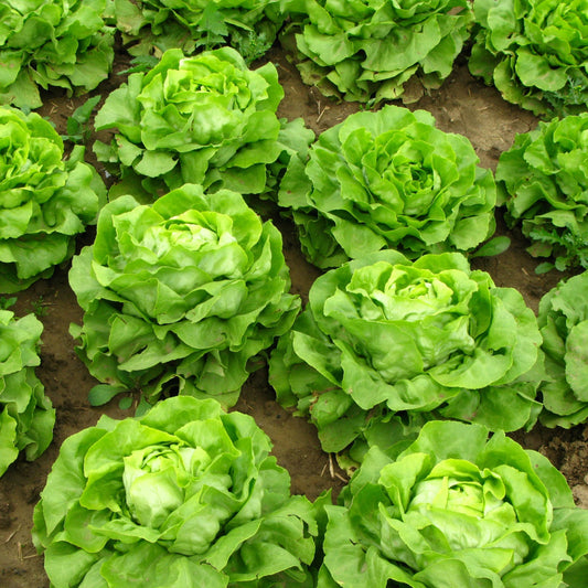 100Pcs Organic Lettuce Seeds