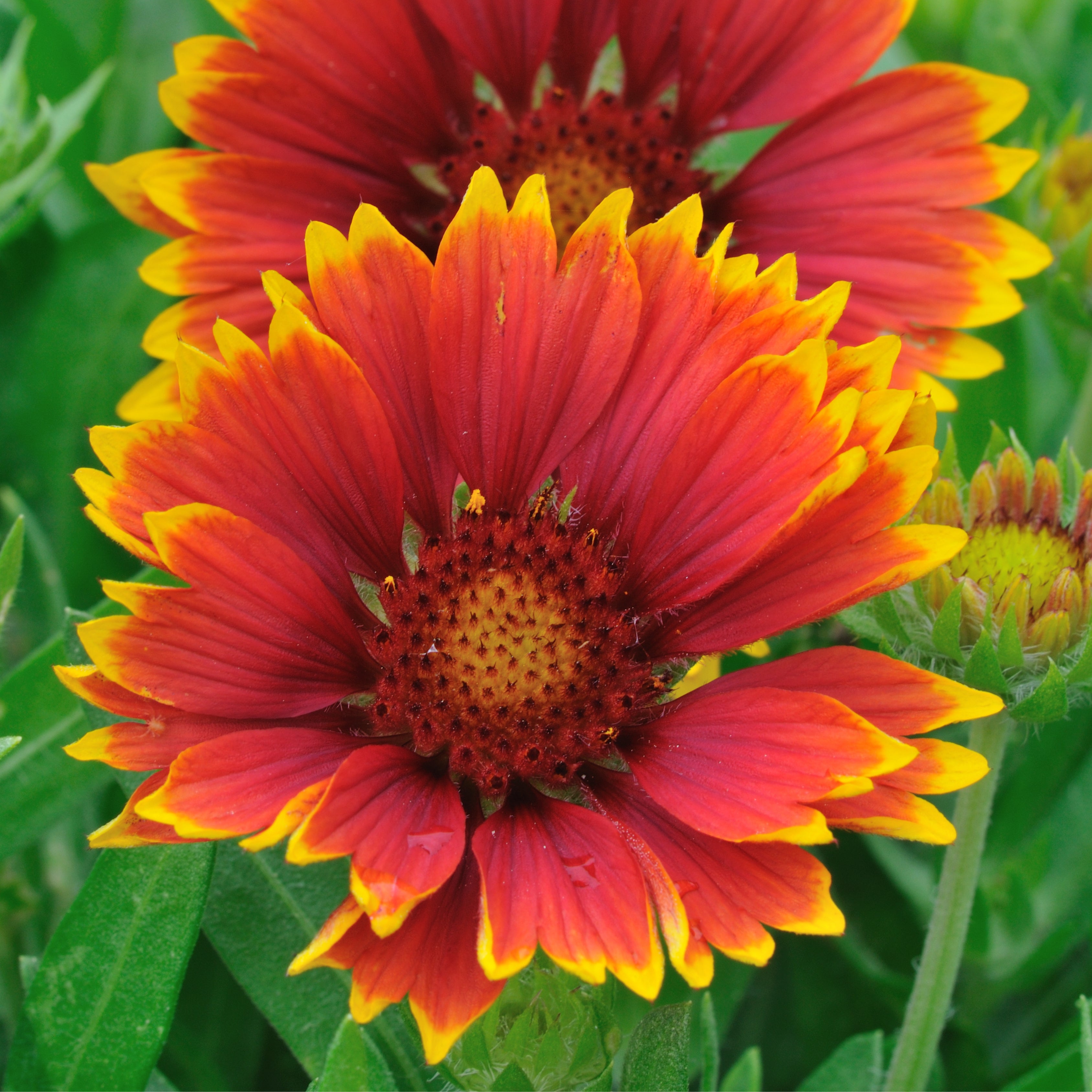 Gaillardia Flower Seeds