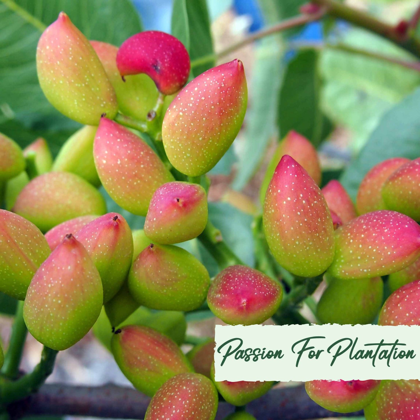 Organic Pistachio Tree Seeds, Non-GMO