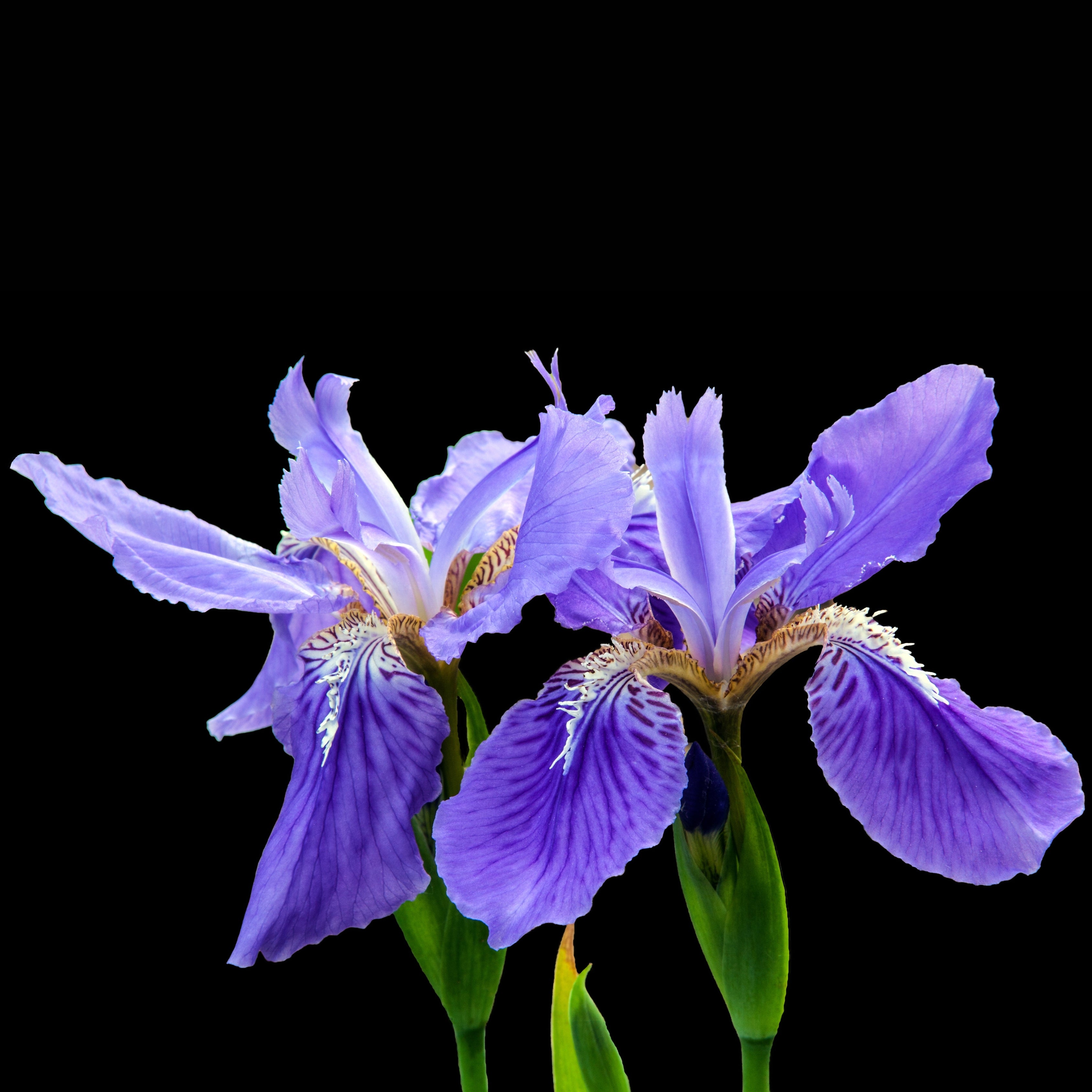 20Pcs Iris Setosa Flower Seeds