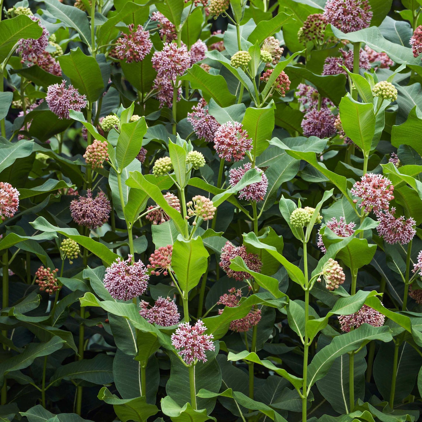 50Pcs Milkweed Flower Seeds